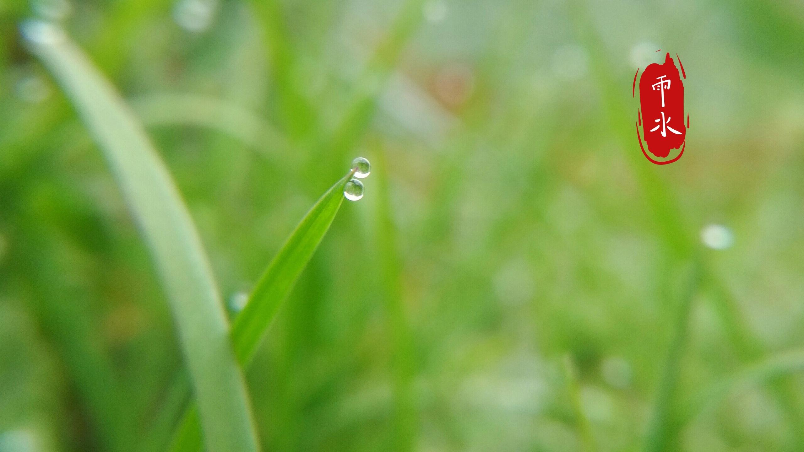 传统节气之雨水图片壁纸