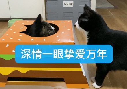 麦当劳猫窝实用表情包