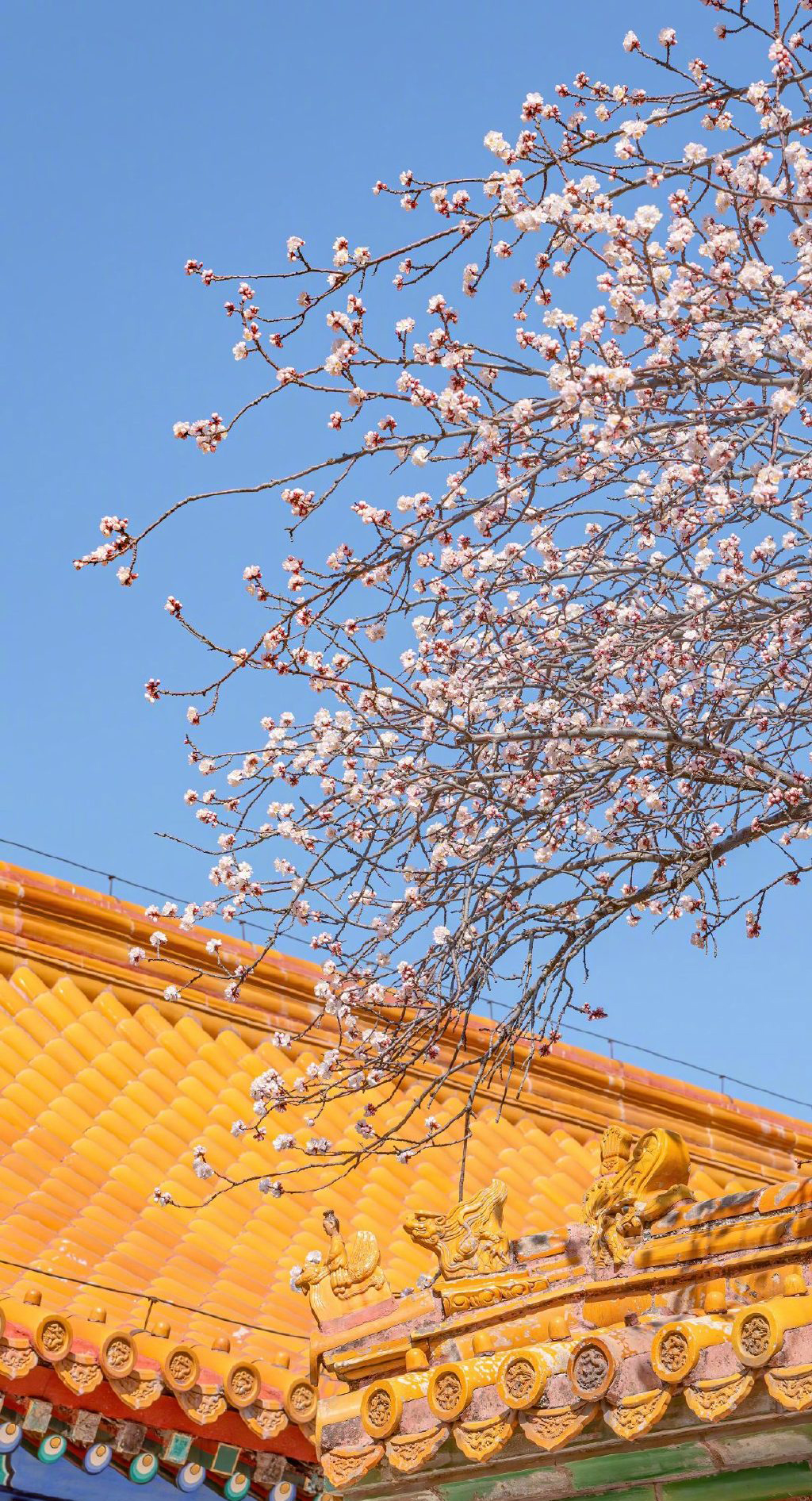 唯美杏花风景图片