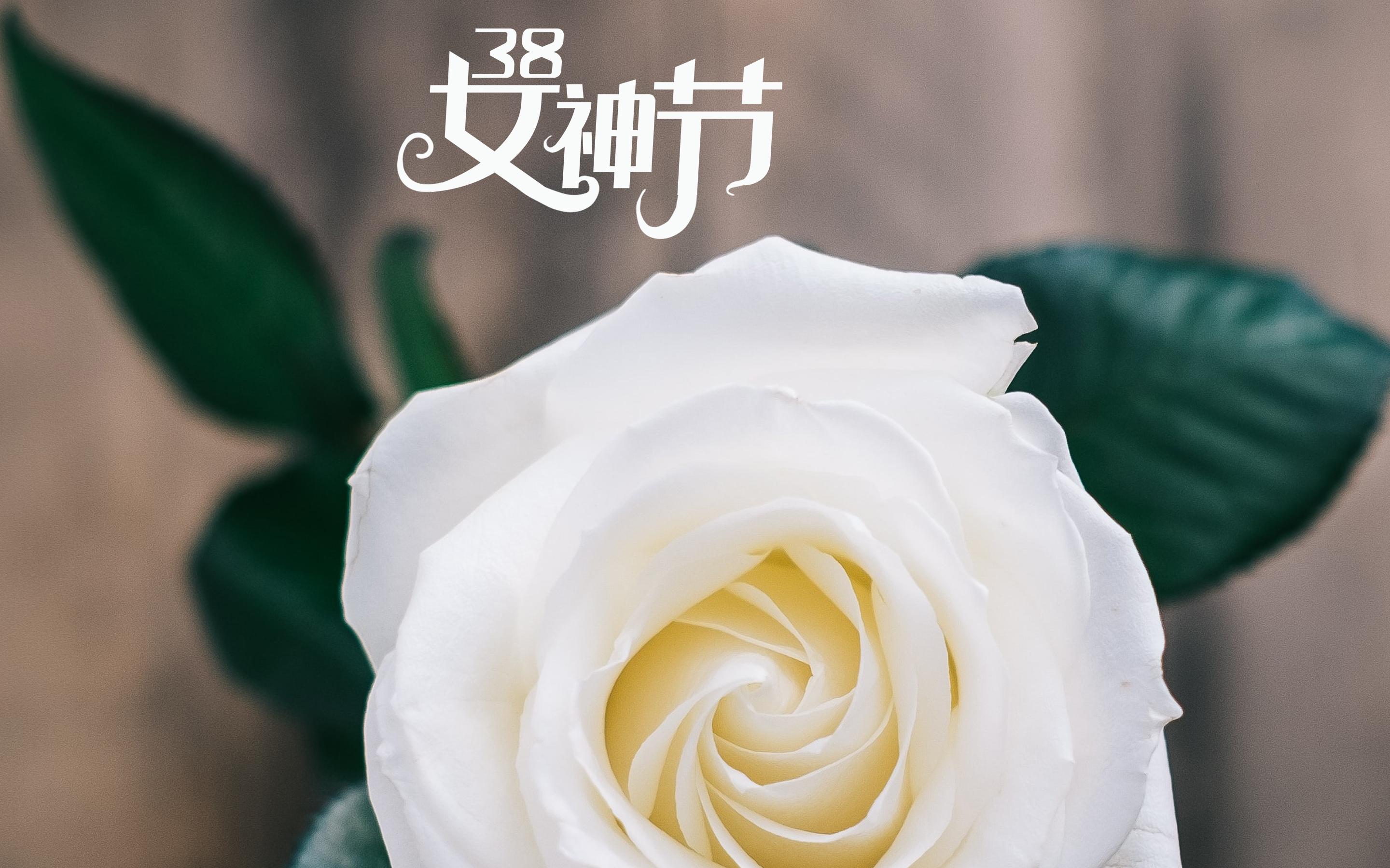 38女神节之玫瑰花图片桌面壁纸