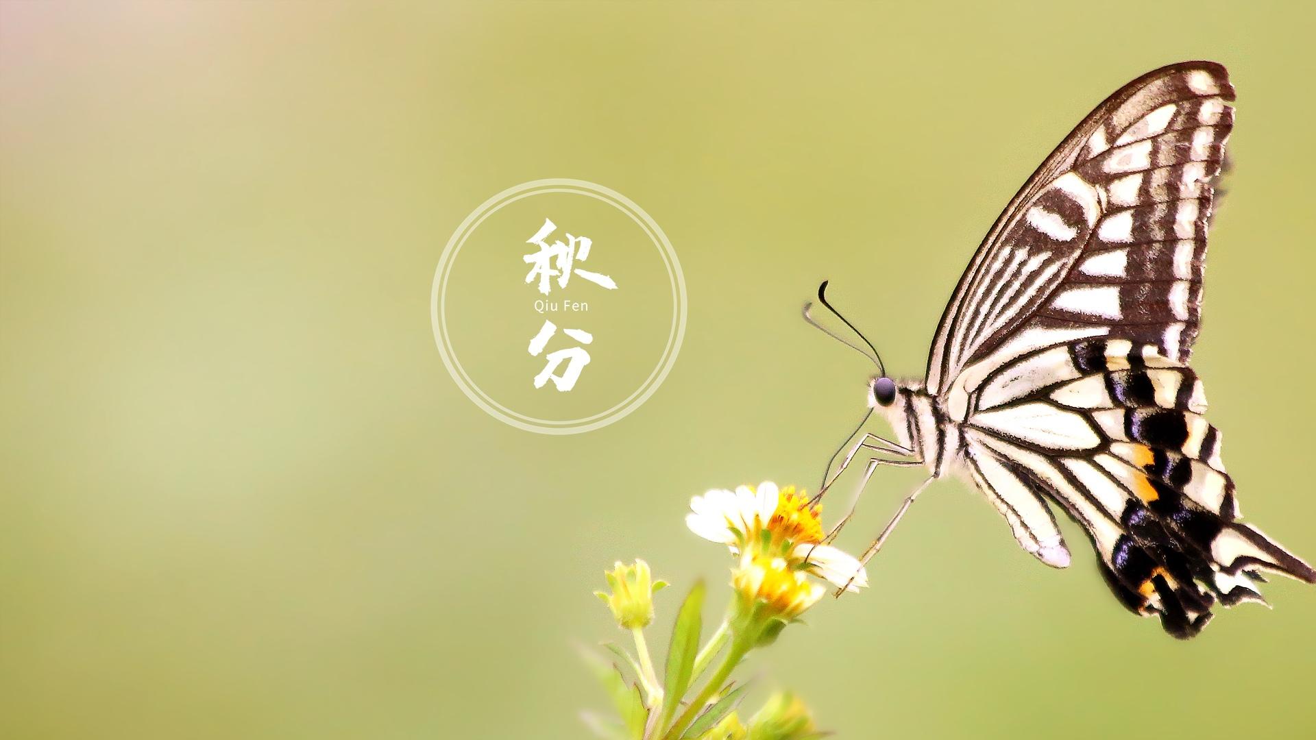 小清新秋分节气图片桌面壁纸