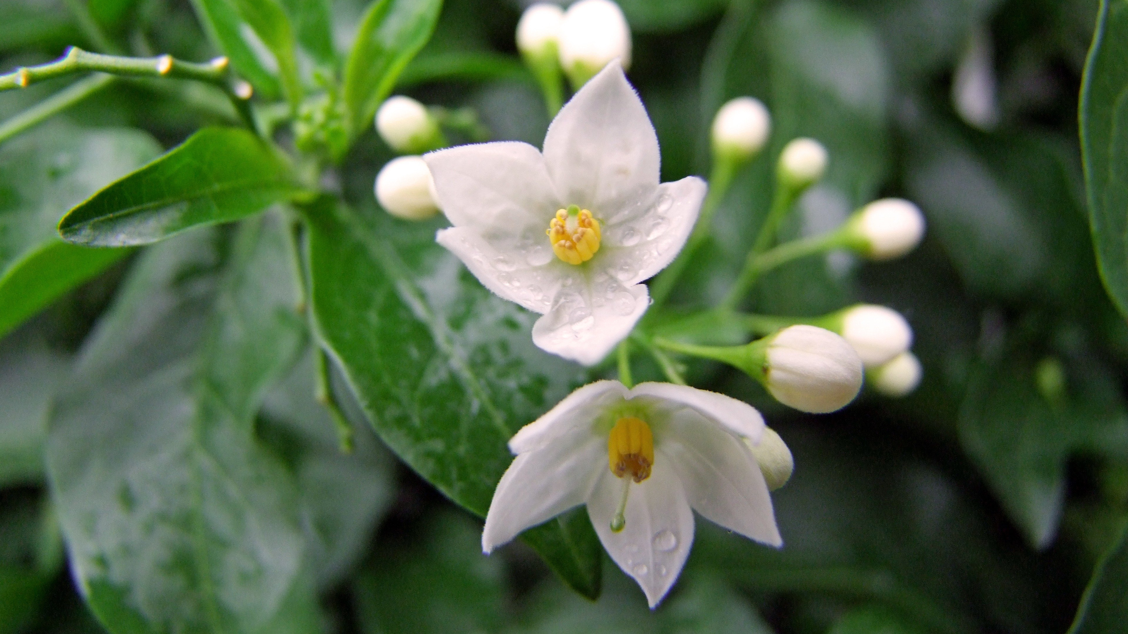 高清茉莉花图片桌面壁纸