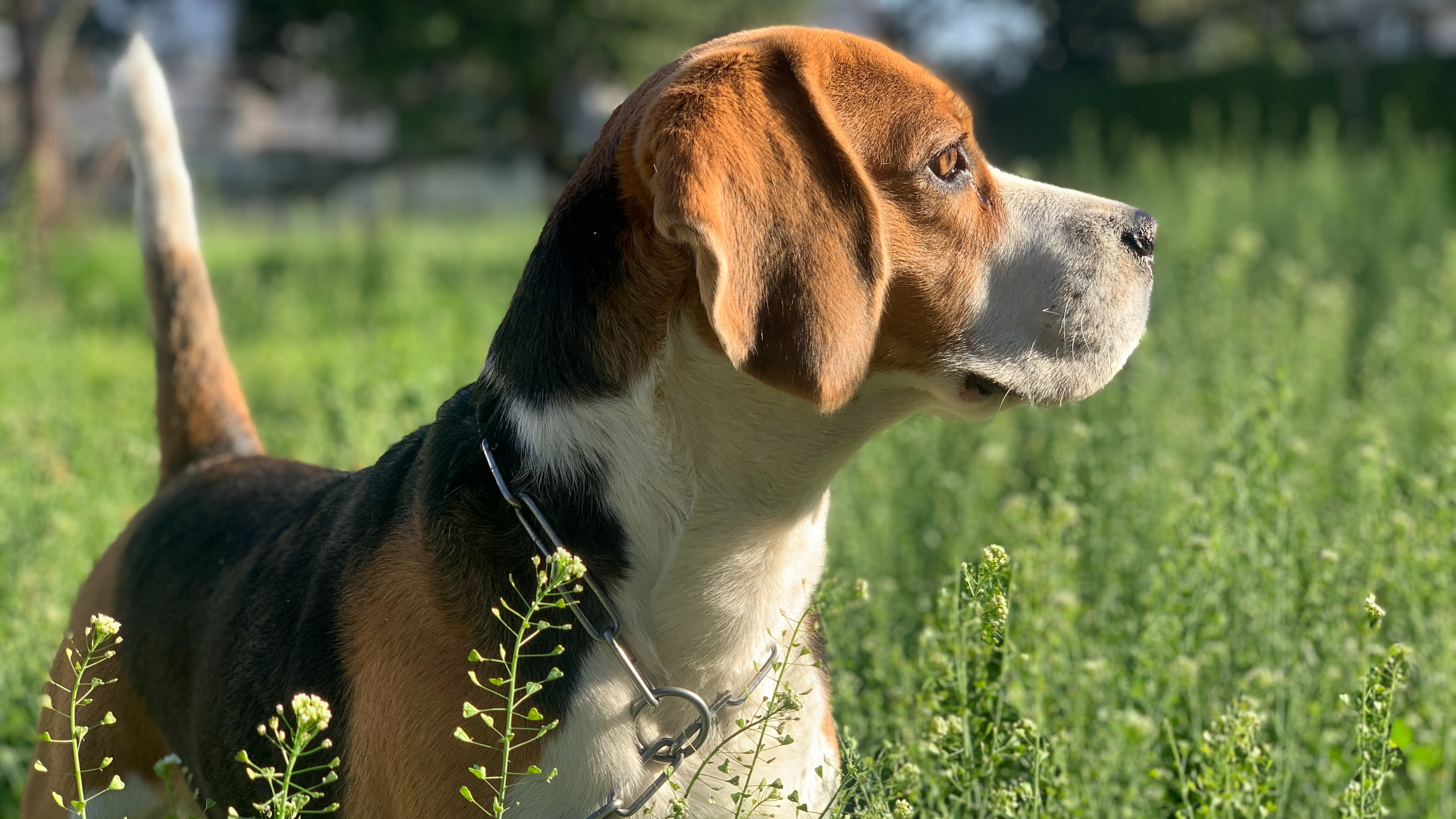 奔跑的米格鲁猎兔犬图片壁纸