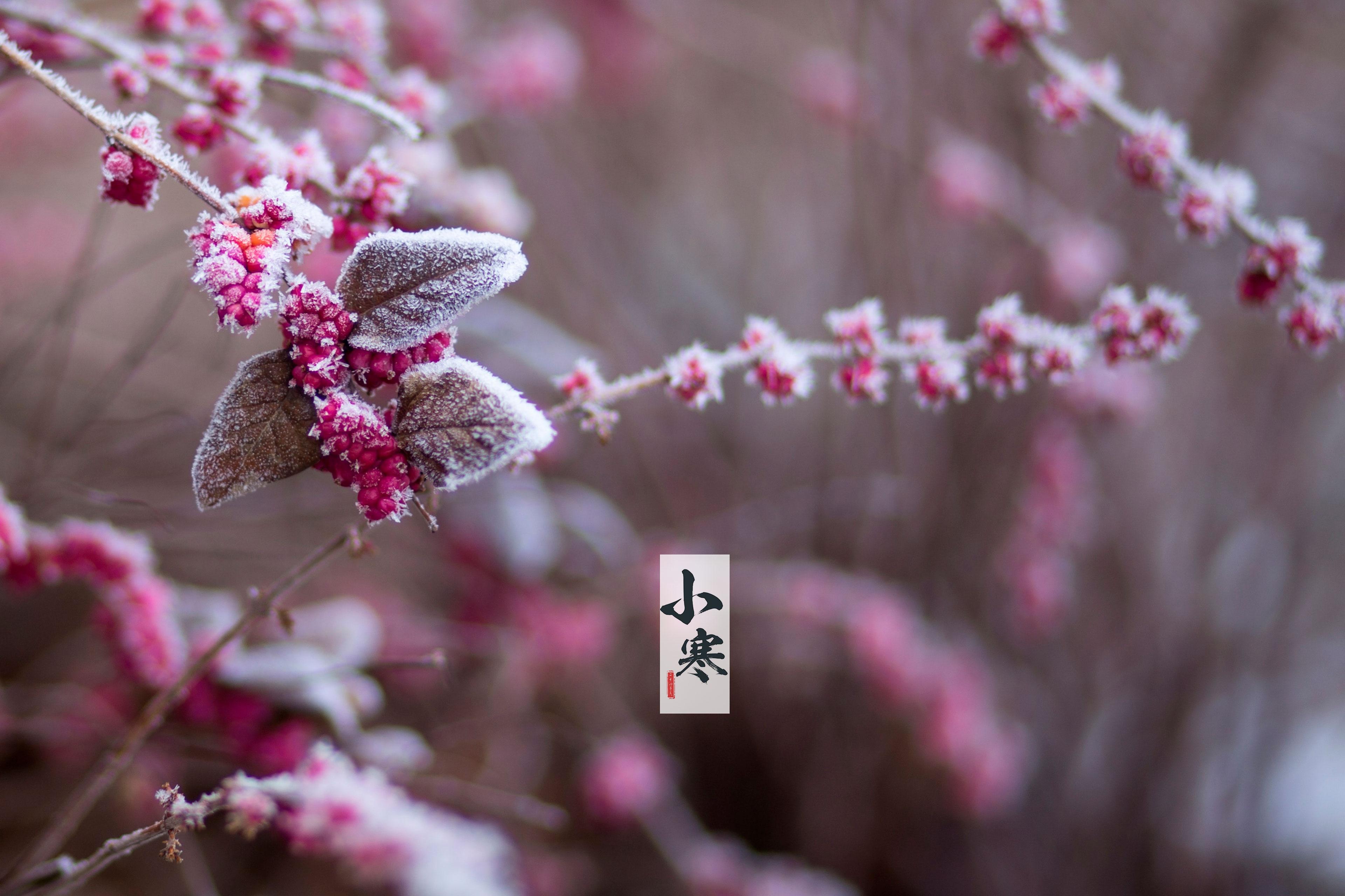 节气小寒之雪花美景图片壁纸