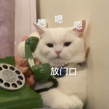 猫咪奶盖打电话表情包