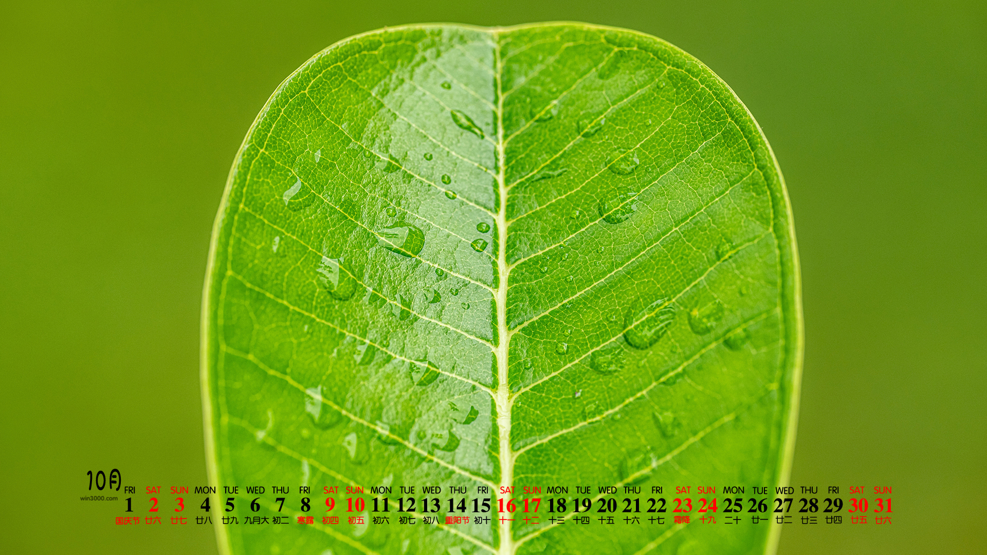 2021年10月绿色植物护眼高清日历壁纸图片
