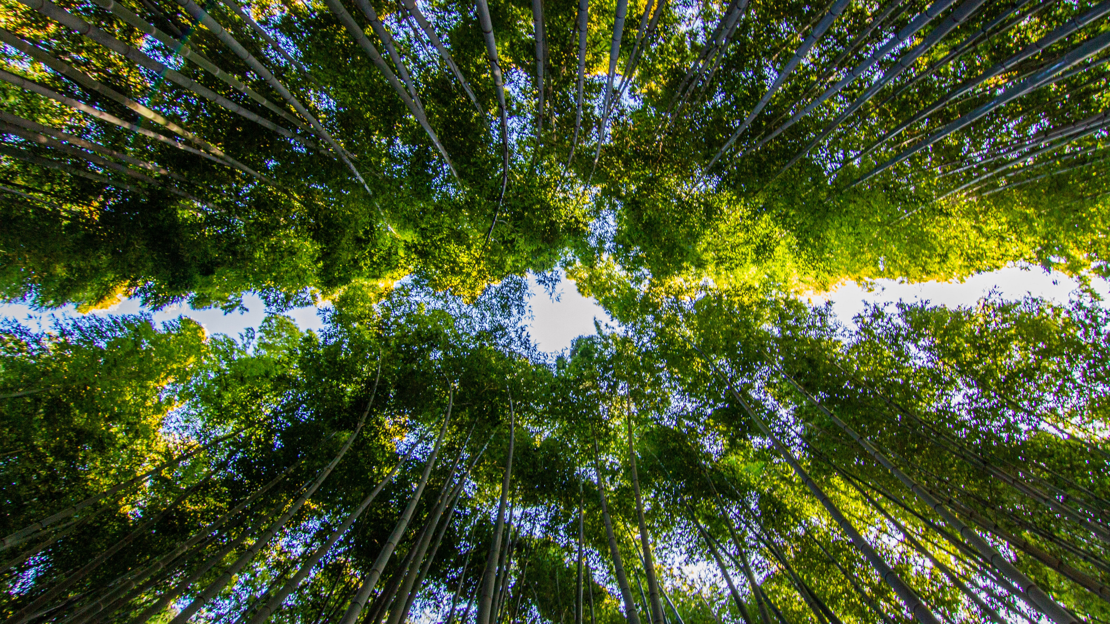 静谧竹林风景图片桌面壁纸