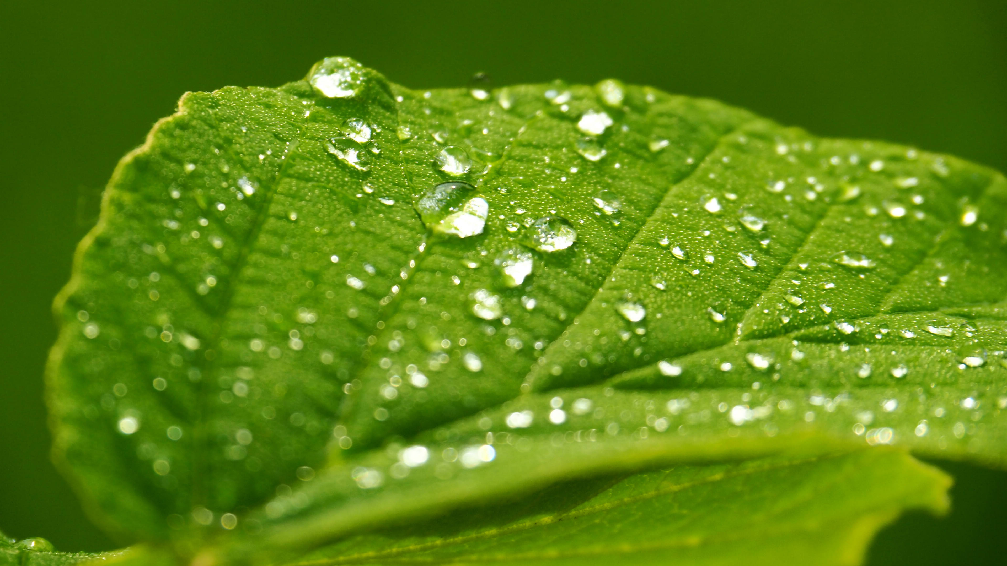 绿叶上的雨滴图片桌面壁纸