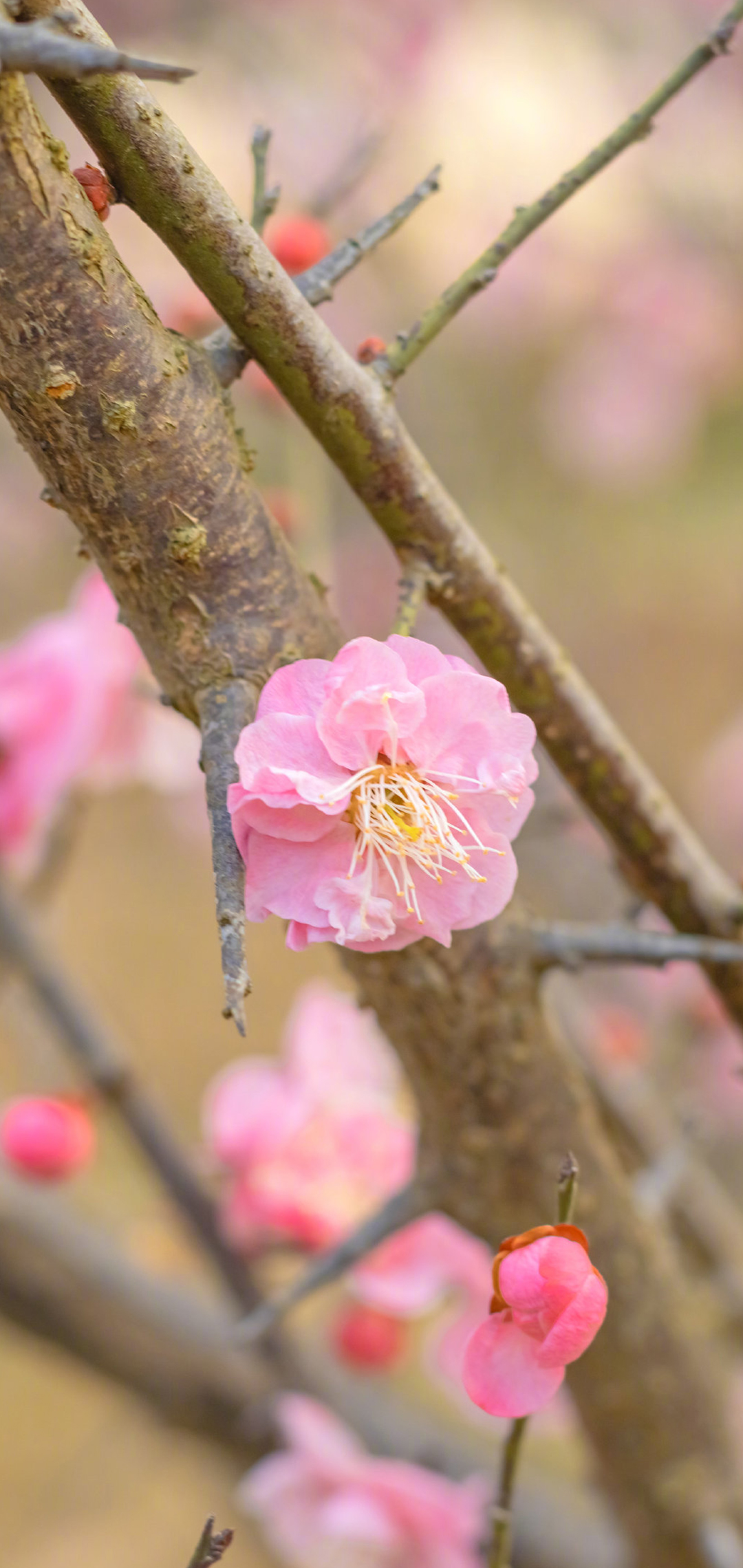 小清新春日花朵图片手机壁纸