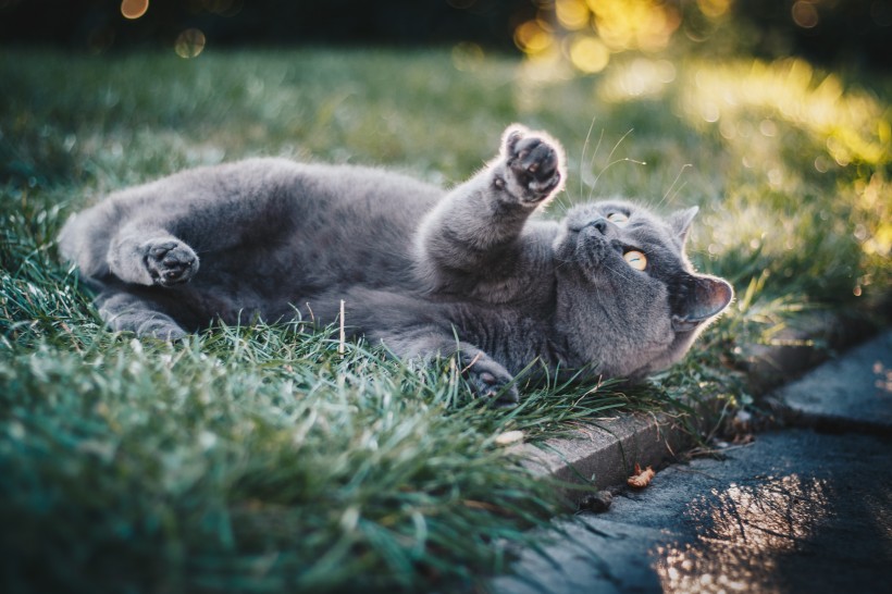 苏格兰折耳猫图片