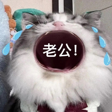 猫咪喊妈表情包