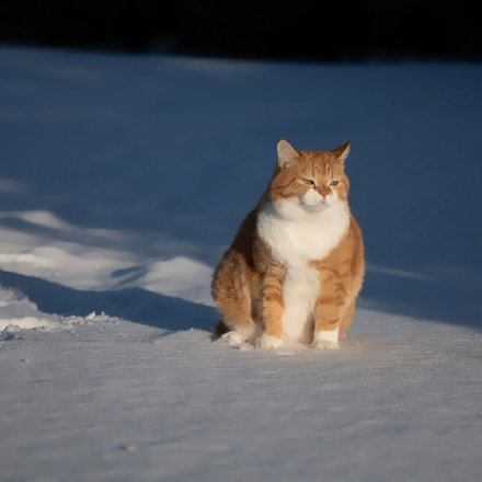 橘猫可爱头像