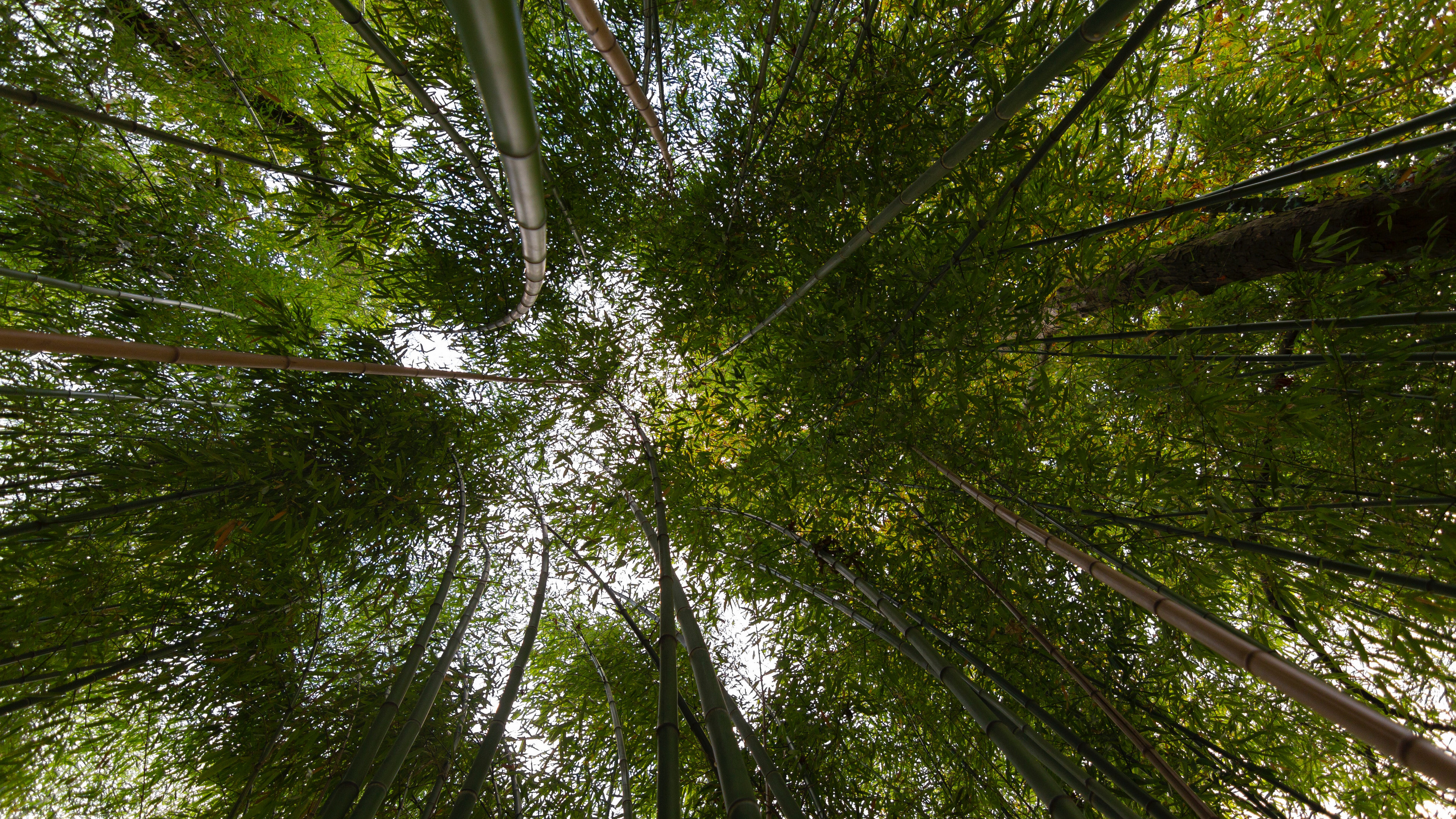 静谧竹林风景图片桌面壁纸