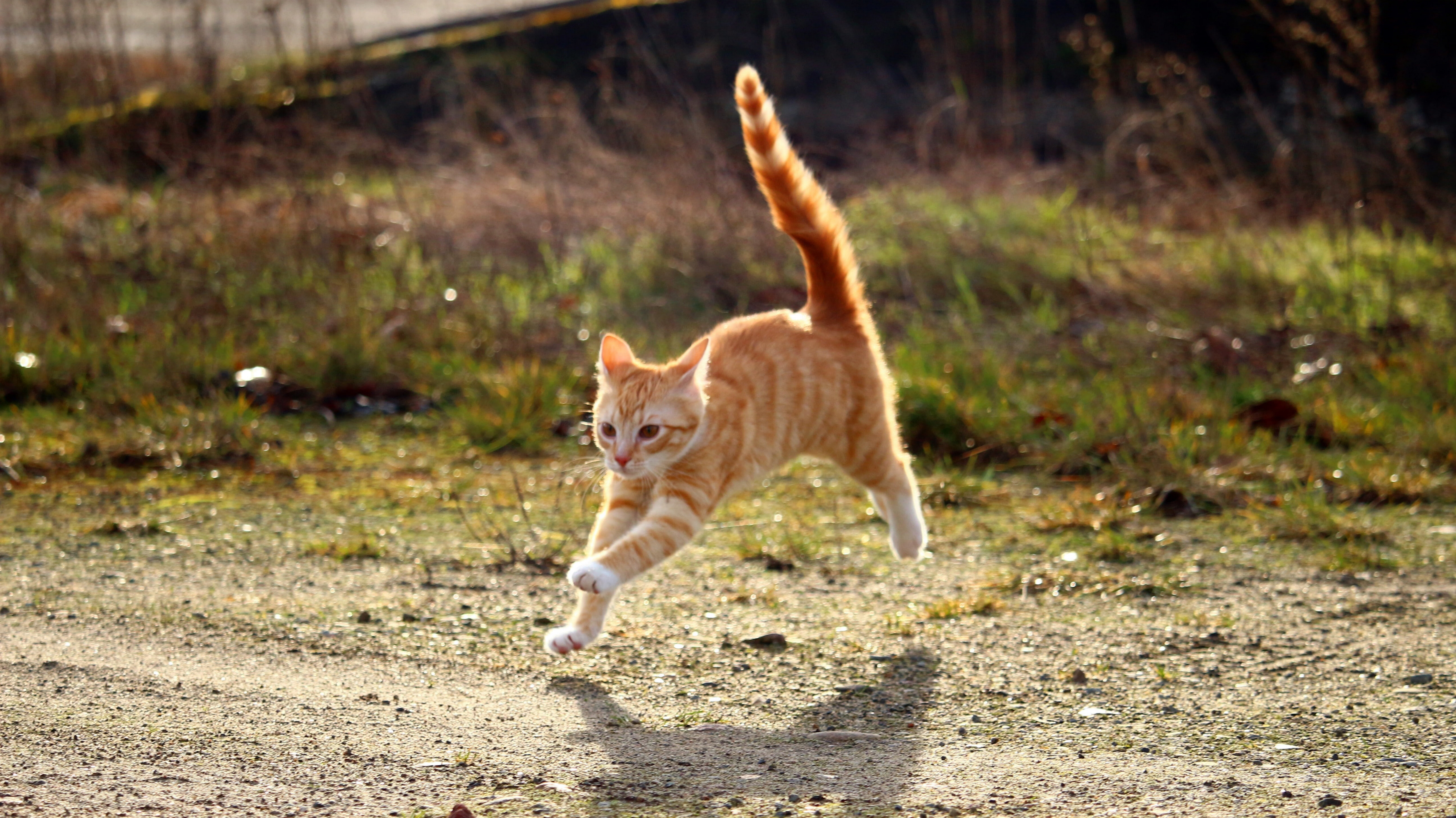 草地上奔跑的猫咪图片壁纸