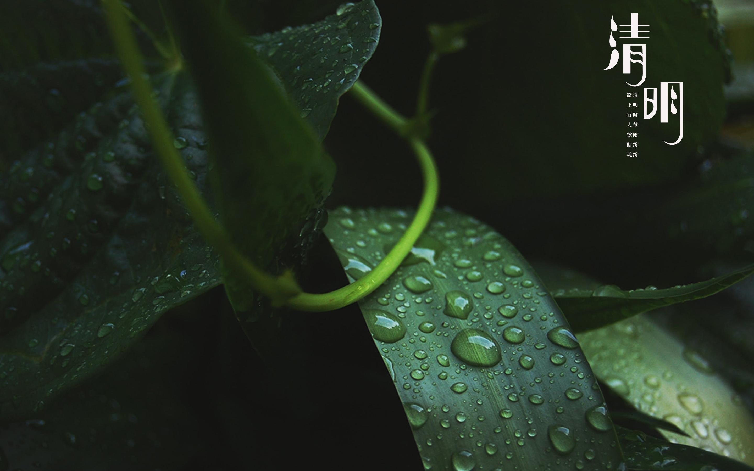 清明节图片高清电脑桌面壁纸