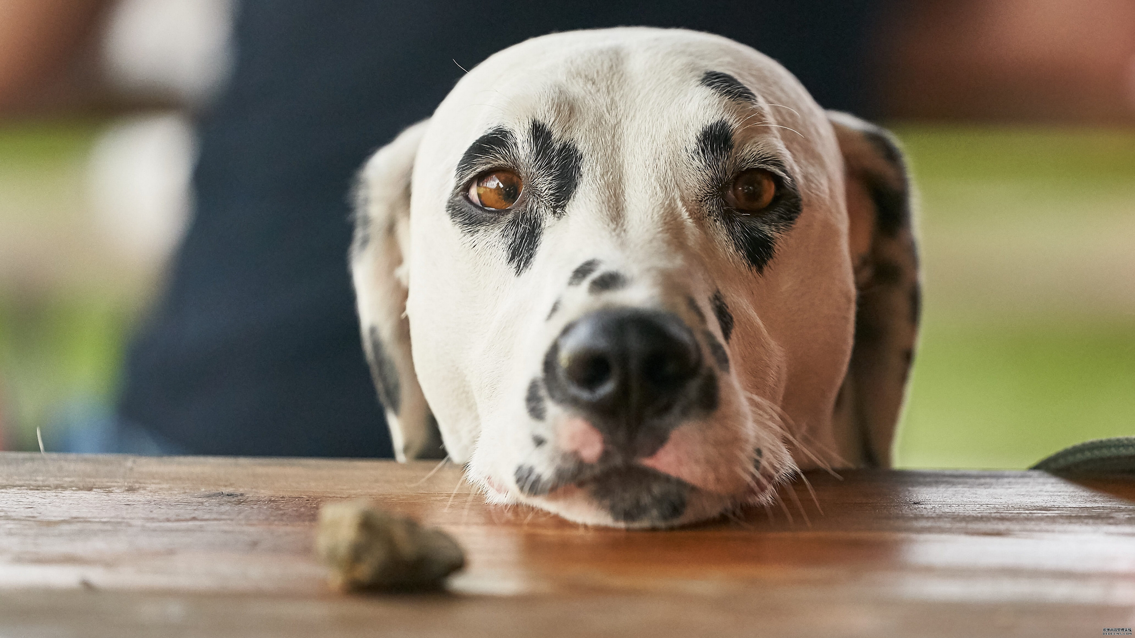 大麦町犬图片桌面壁纸