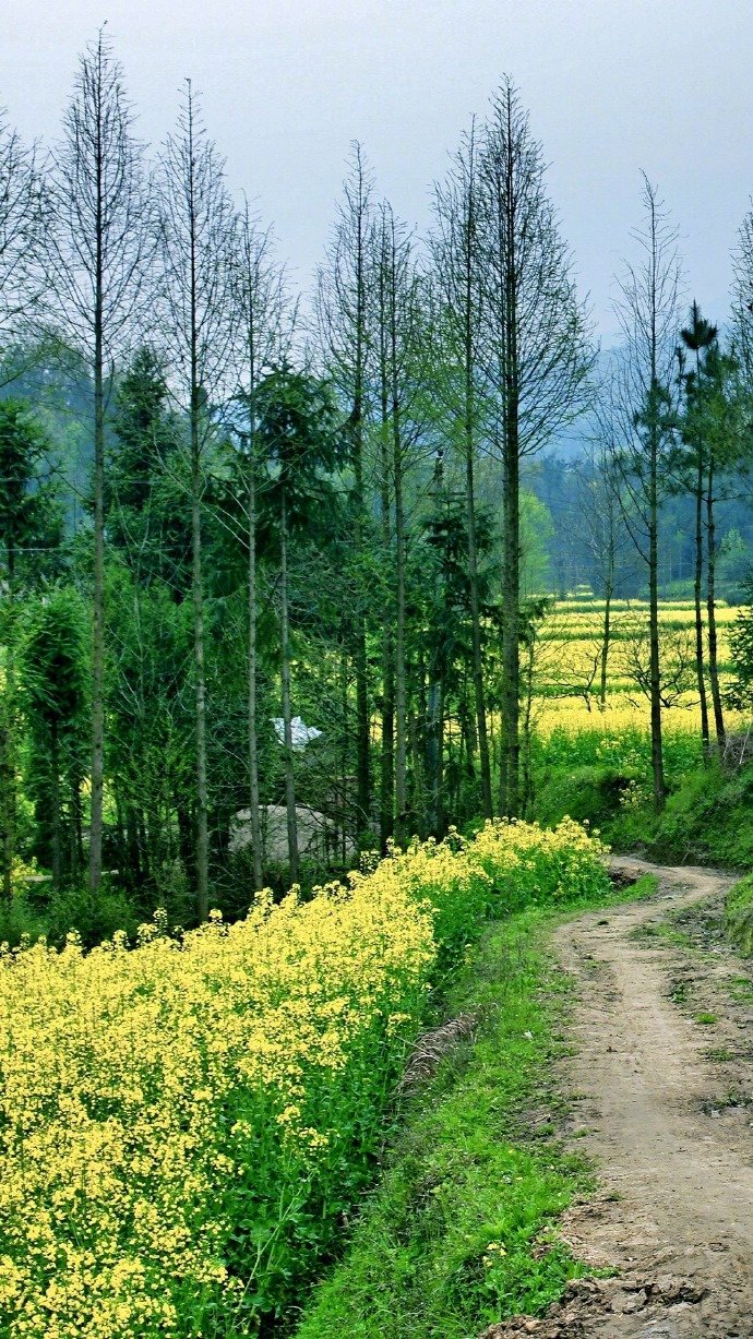 满山的油菜花风景图片