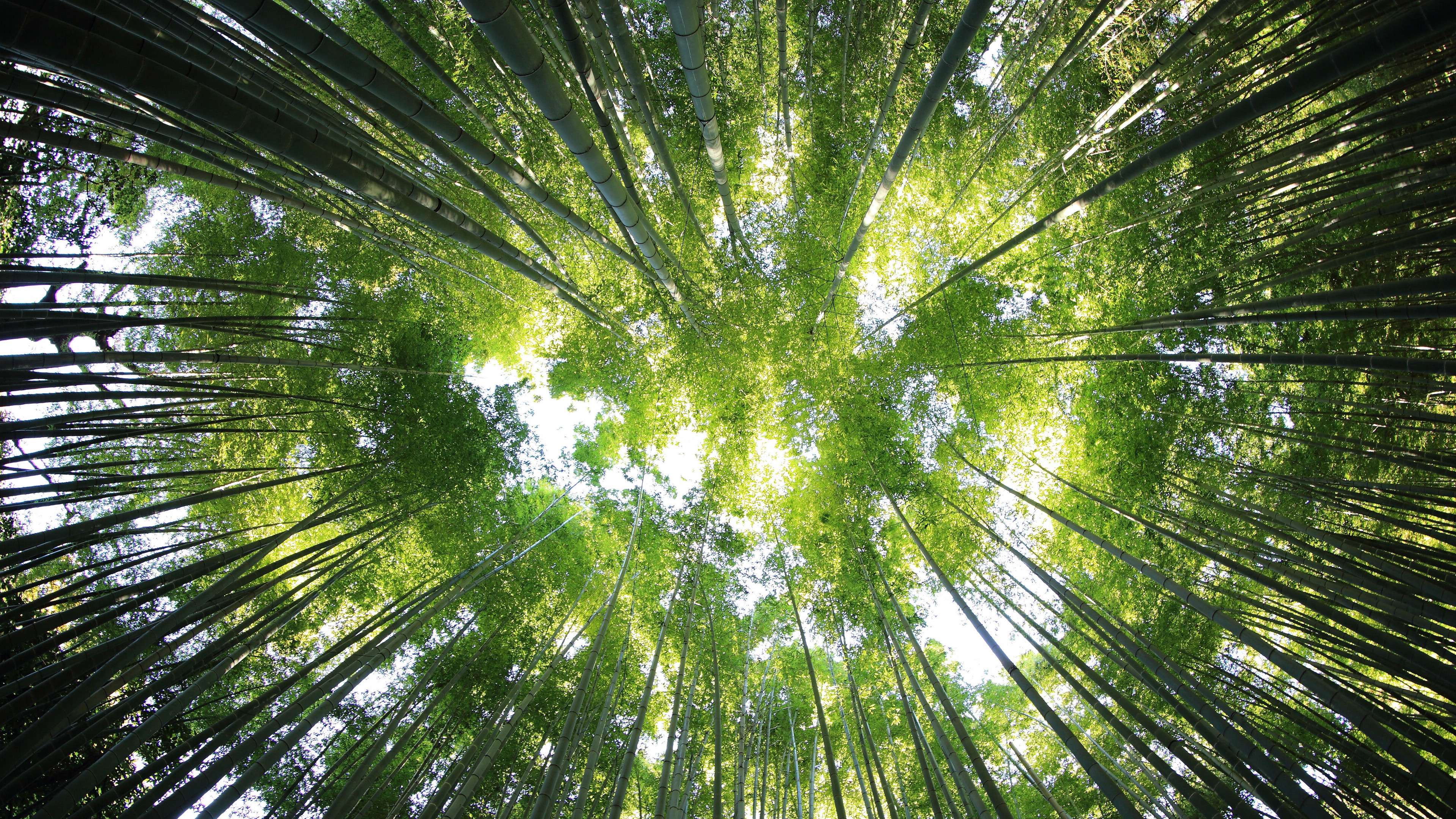 静谧竹林风景图片桌面壁纸