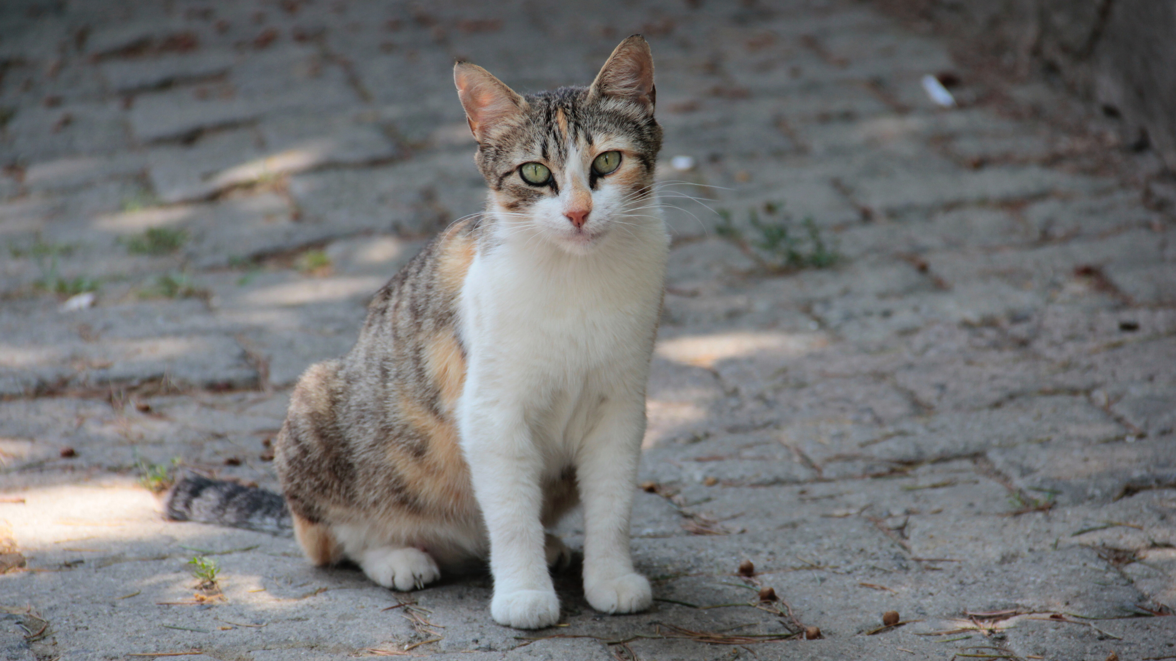 户外小野猫摄影图片桌面壁纸