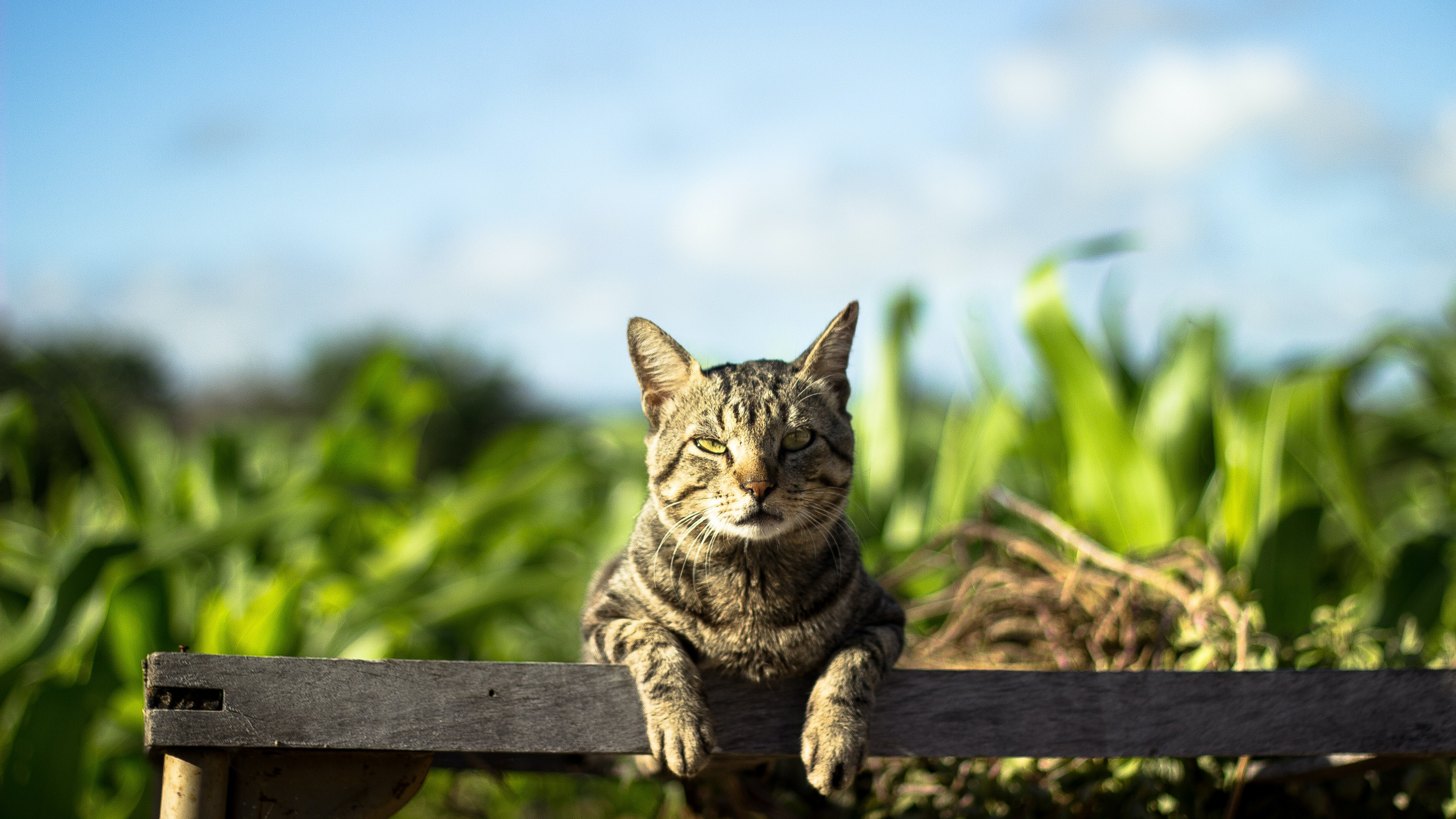 户外小野猫摄影图片桌面壁纸