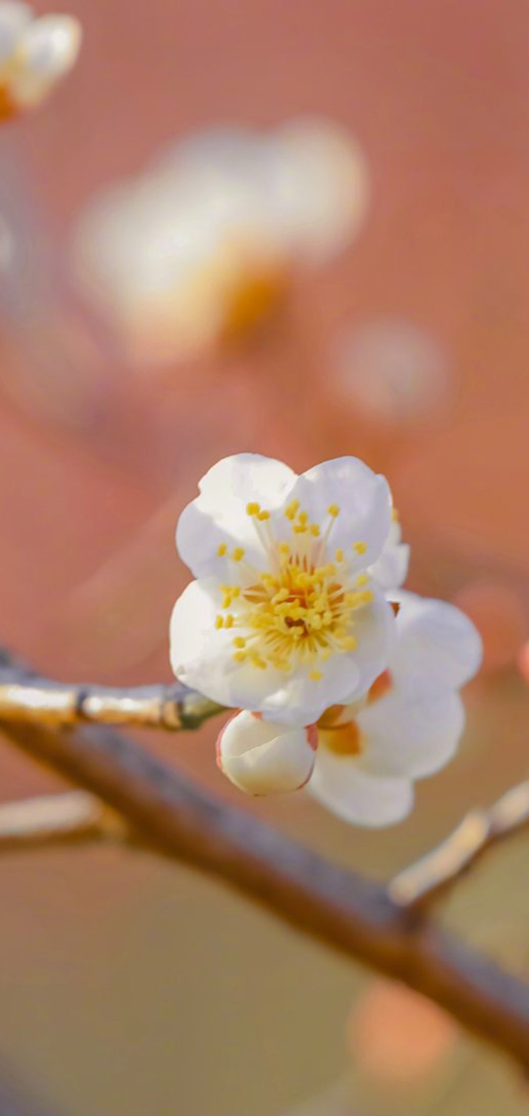 小清新春日花朵图片手机壁纸