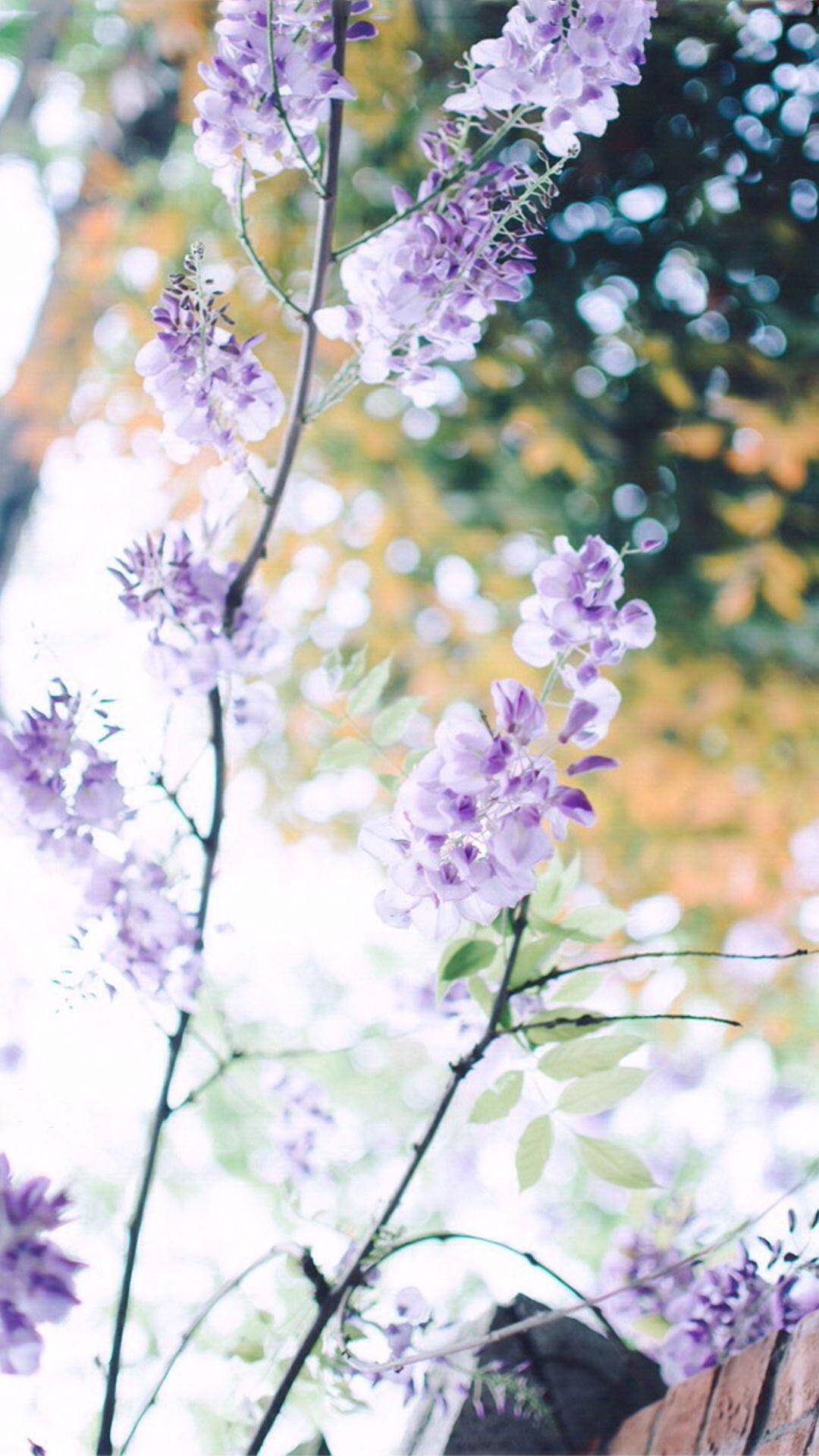 紫藤花清新风高清壁纸
