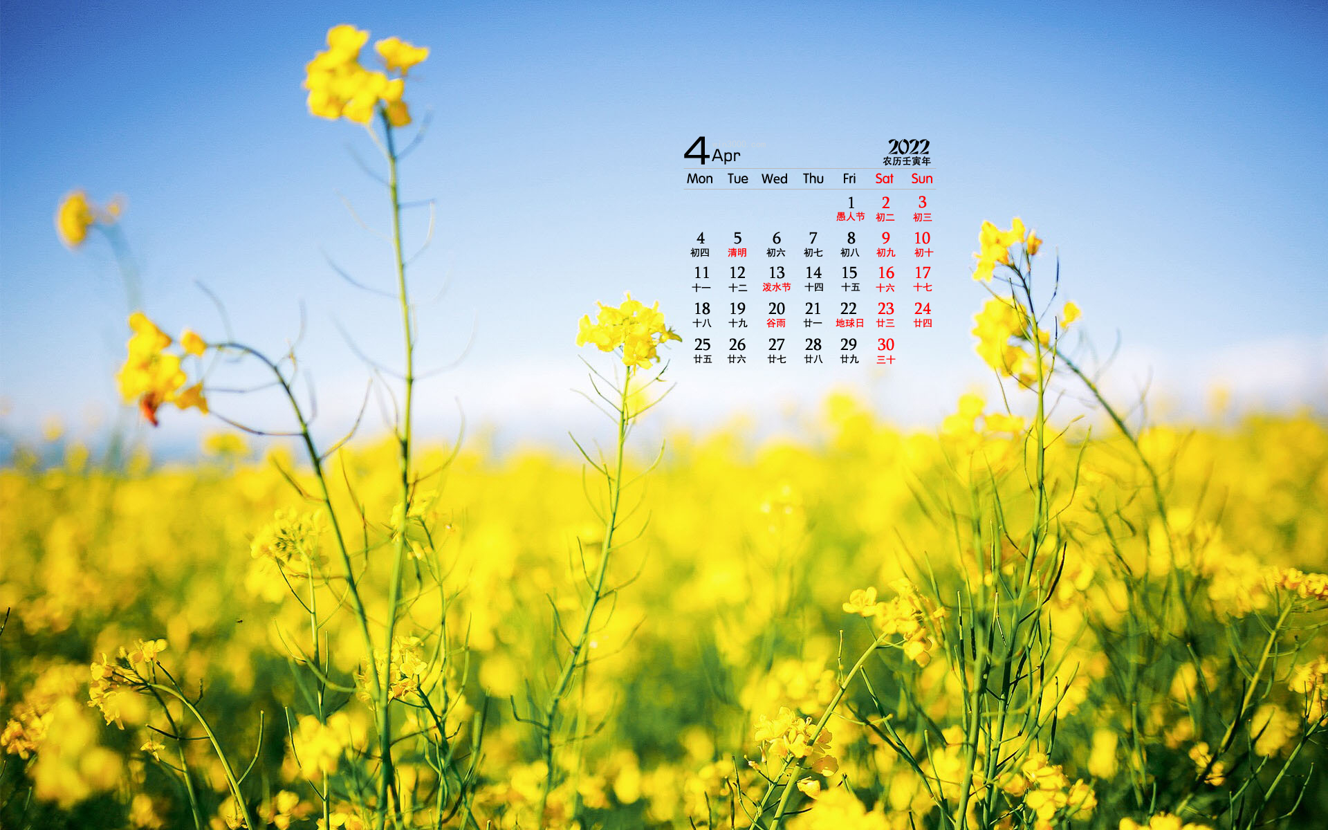 2022年4月护眼油菜花桌面日历壁纸