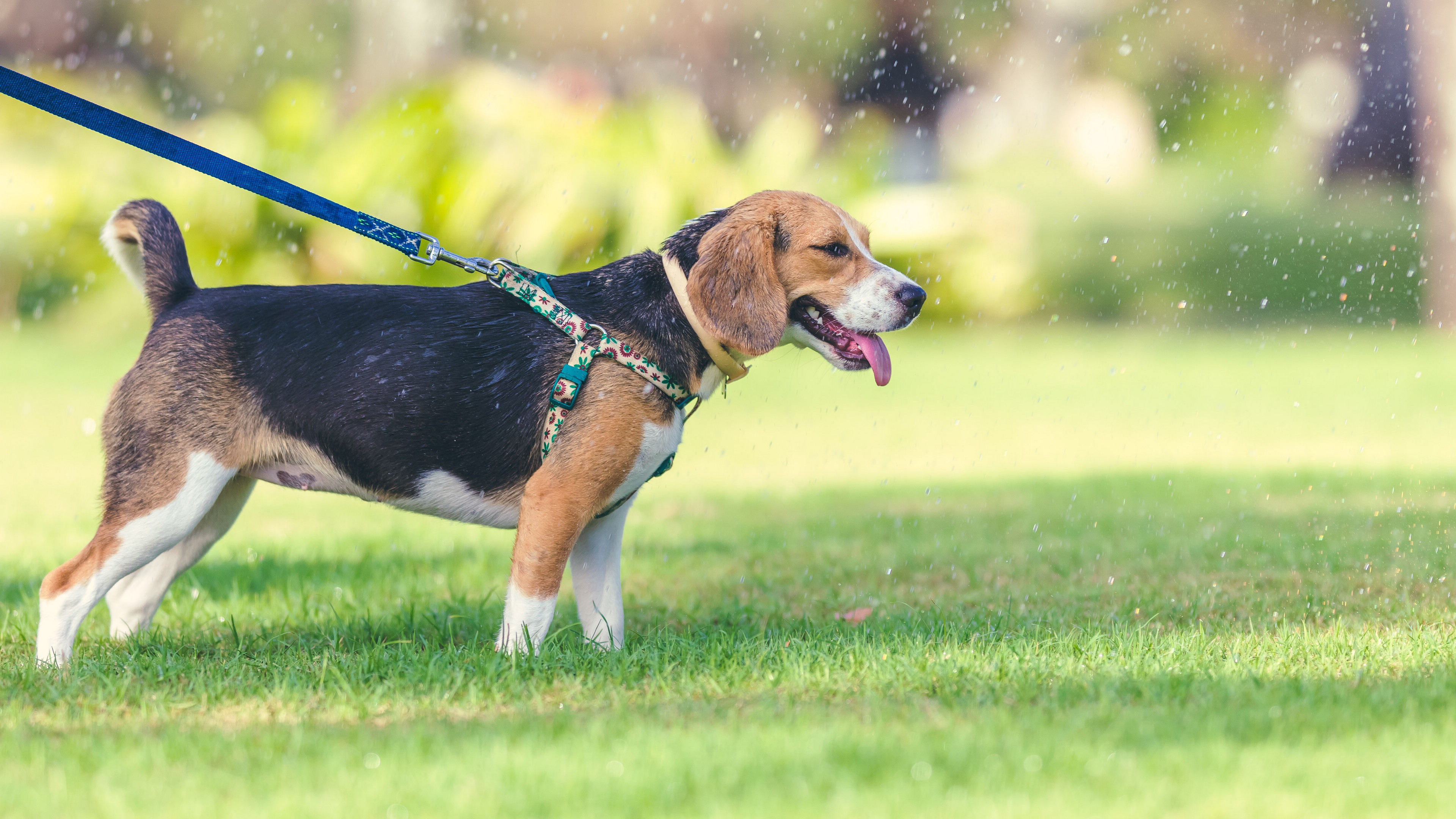 奔跑的米格鲁猎兔犬图片壁纸