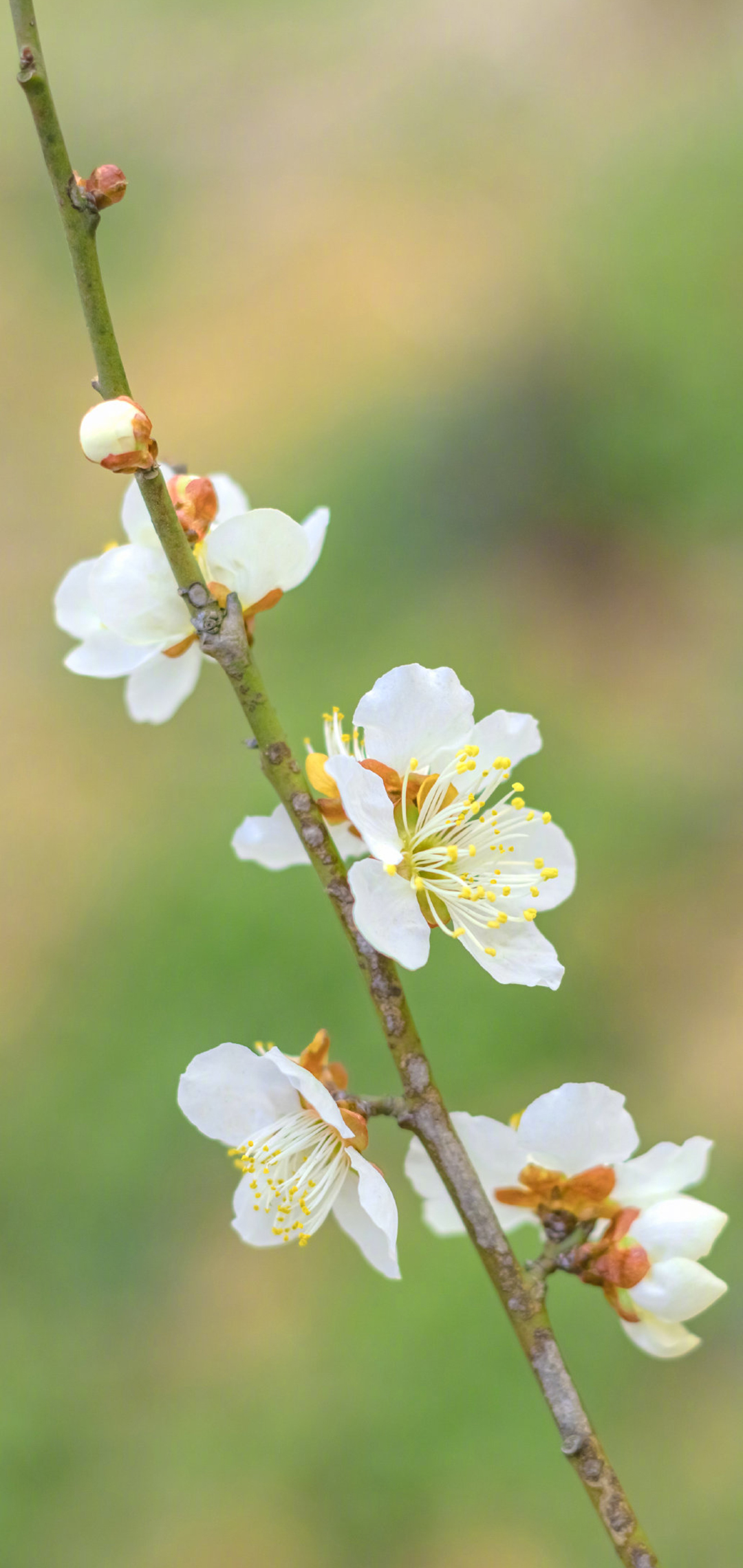 小清新春日花朵图片手机壁纸