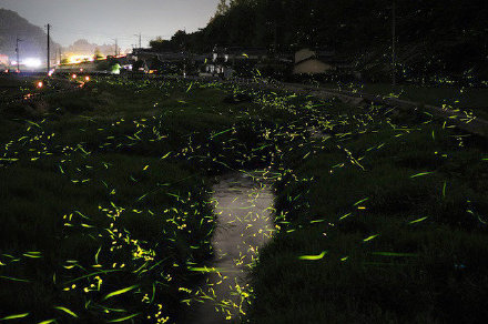 西双版纳萤火虫夜景图片