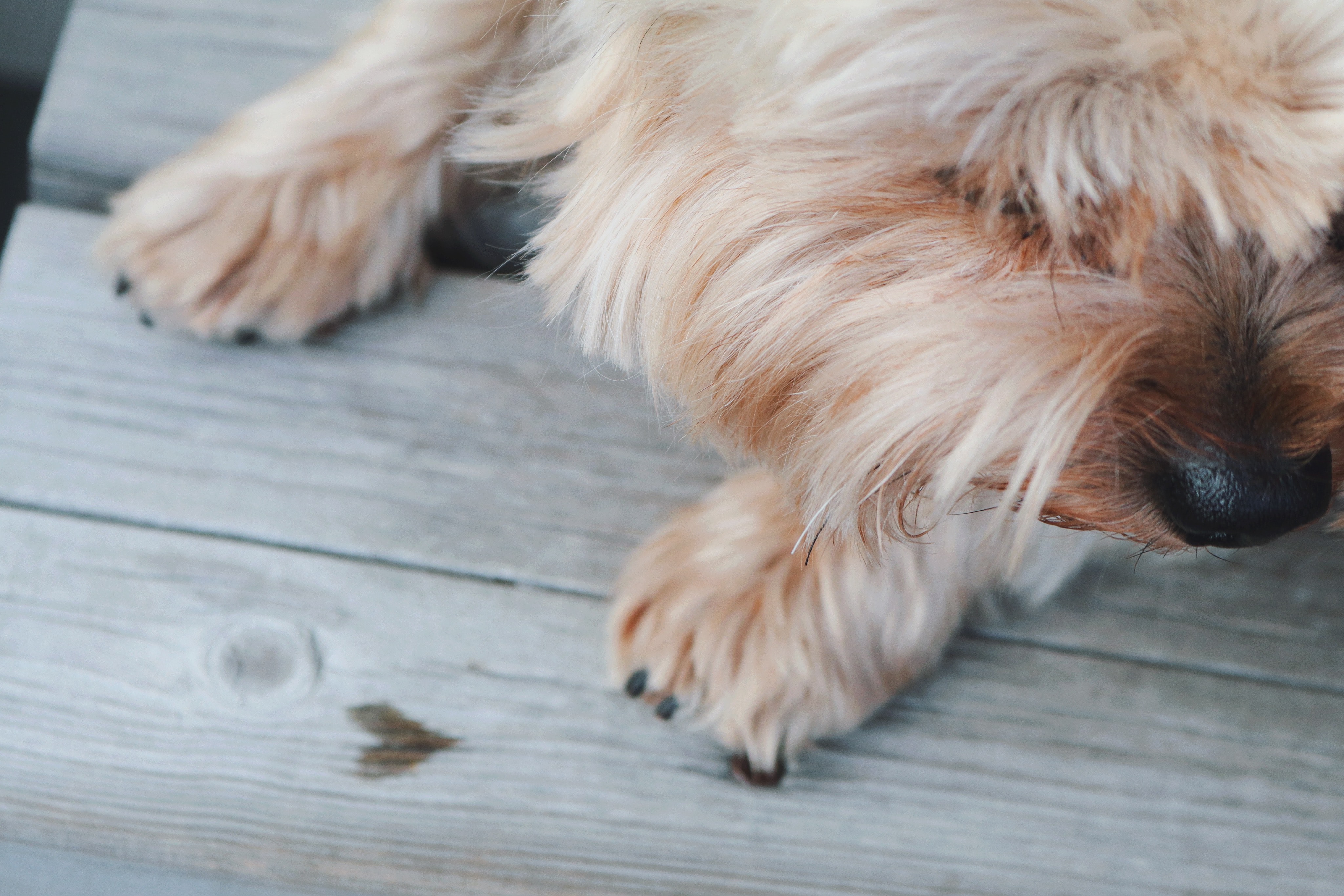 约克夏梗犬图片桌面壁纸