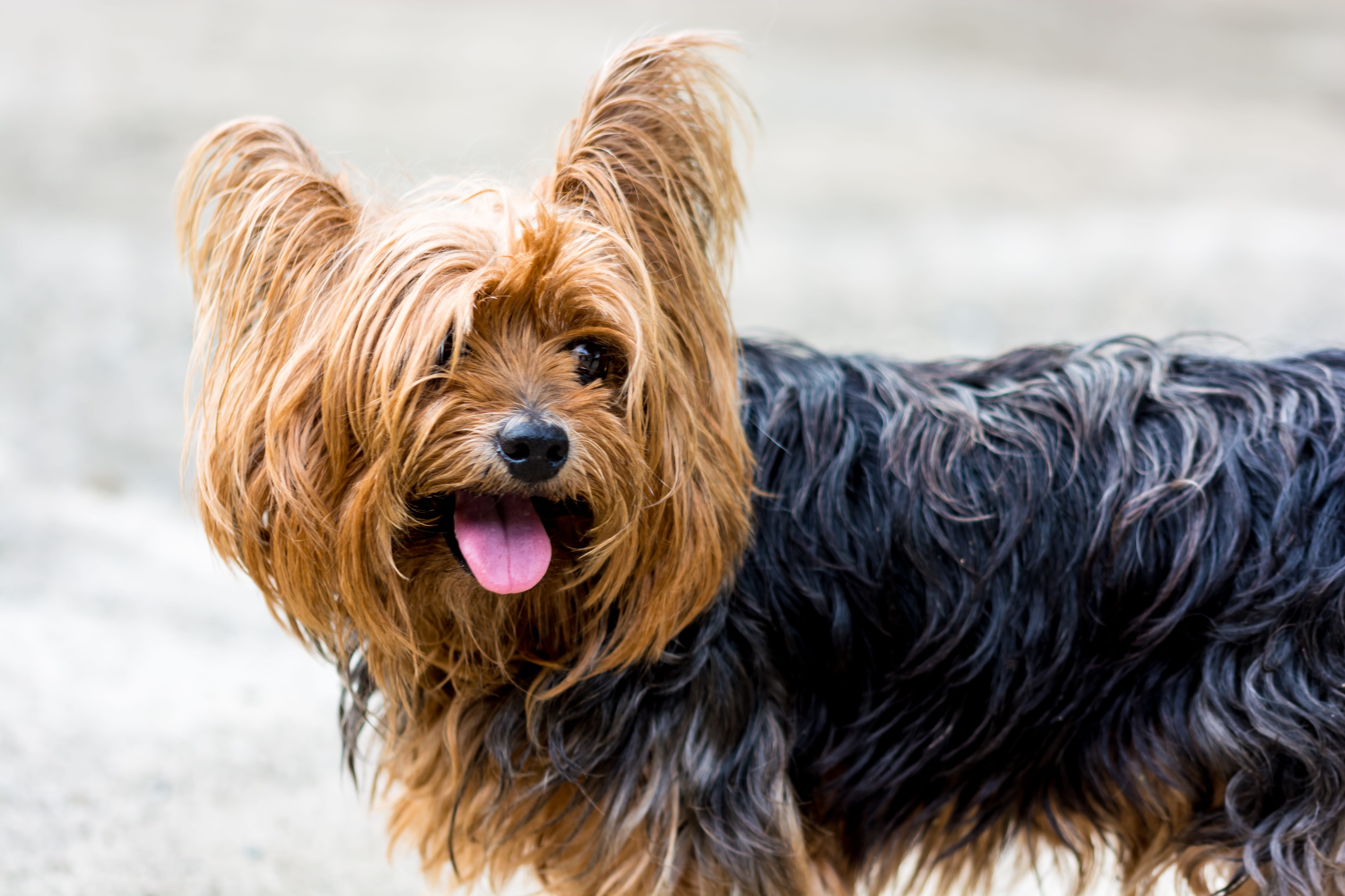 约克夏梗犬图片桌面壁纸