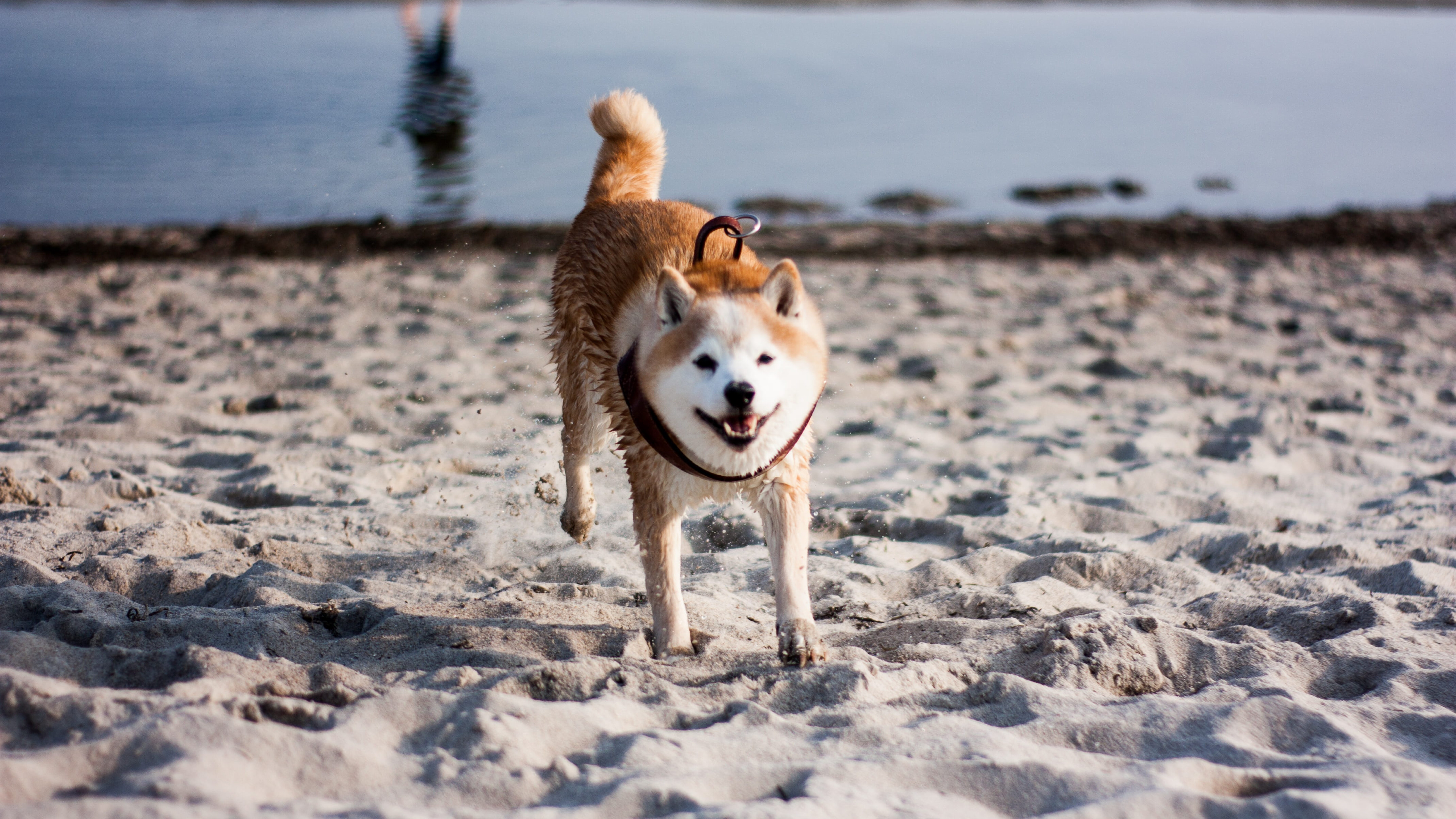 日本秋田犬图片桌面壁纸