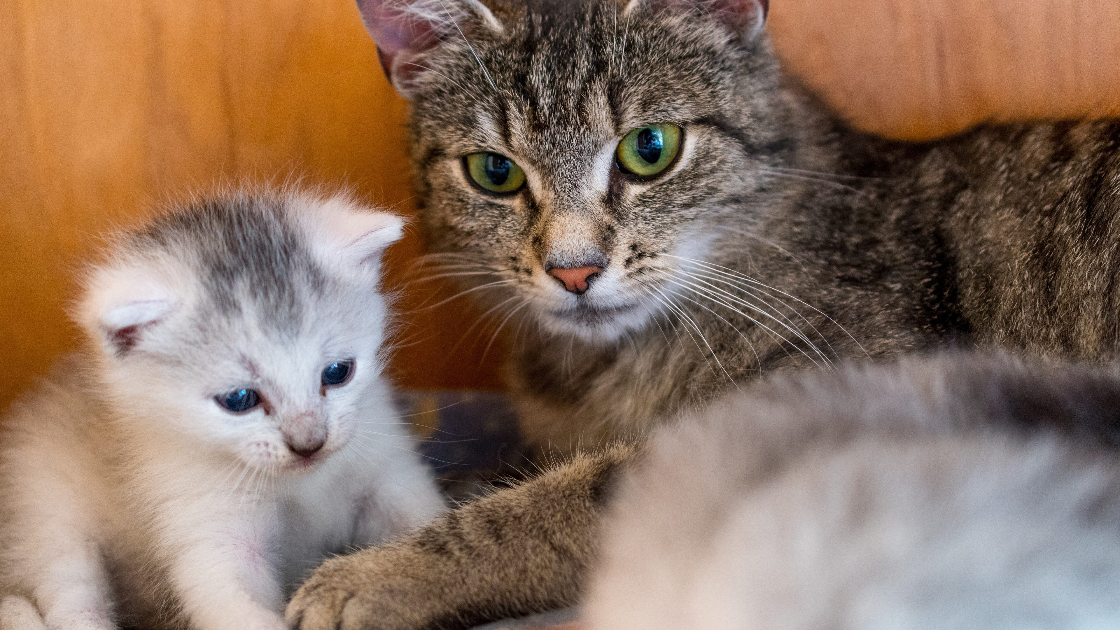 猫咪幼崽图片桌面壁纸