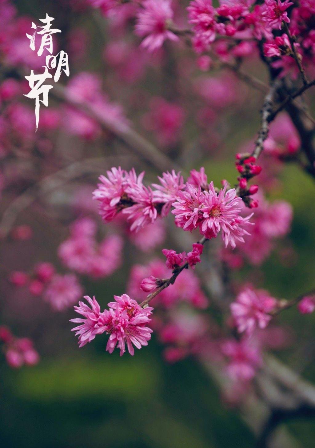 情人节菊花桃图片