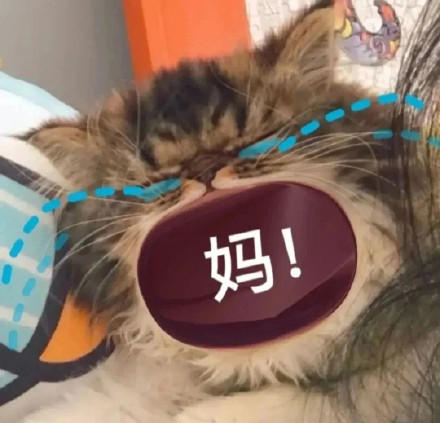 猫咪喊妈表情包