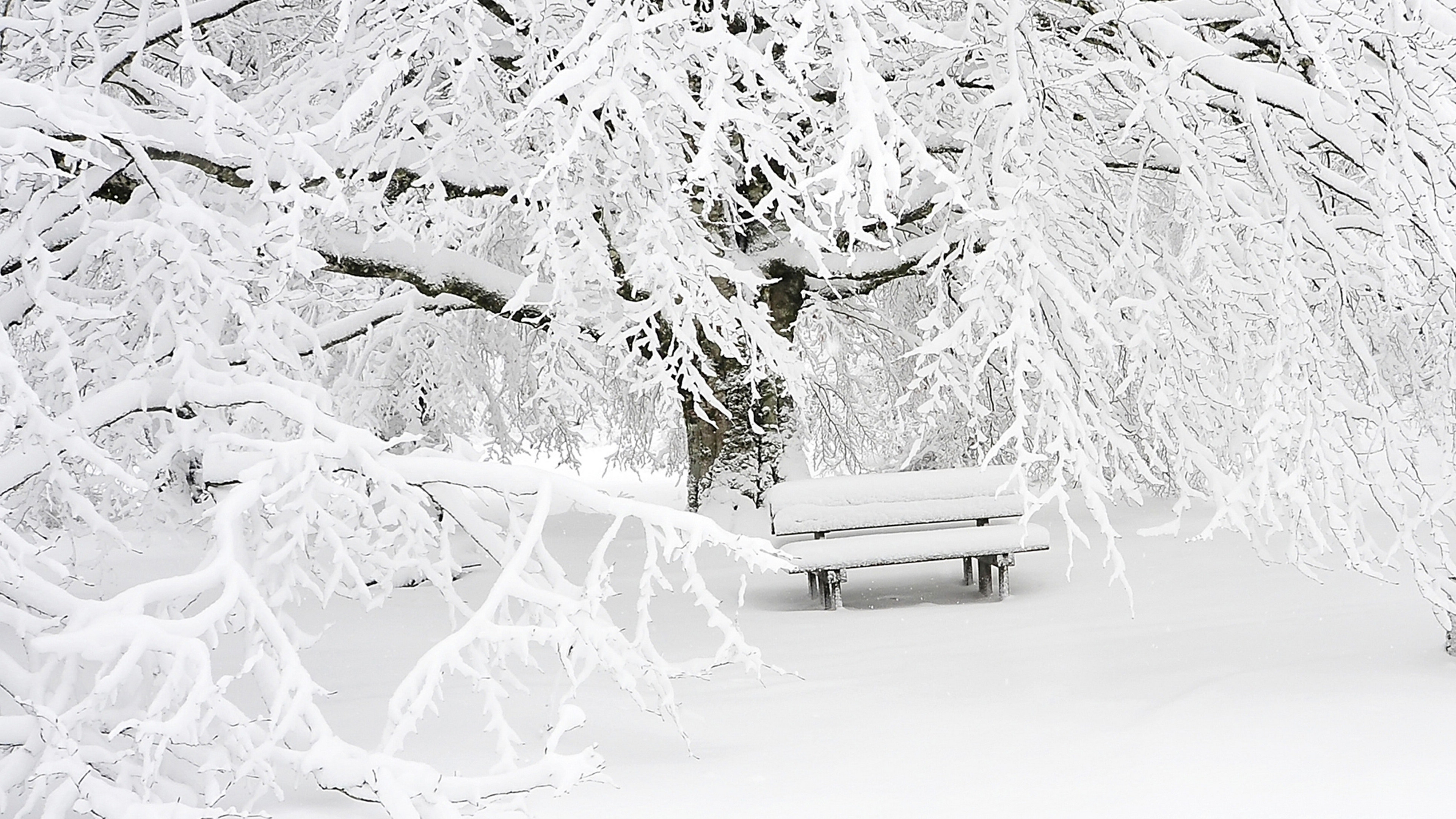 唯美冬季白雪树图片桌面壁纸