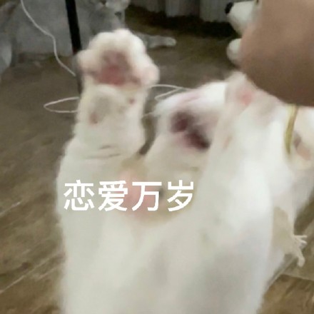 猫咪奶盖活泼表情包