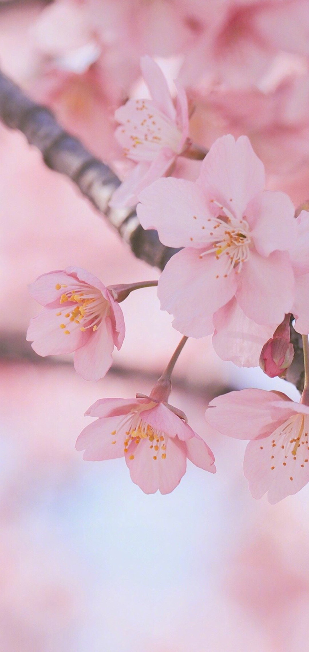 春日粉色樱花手机壁纸