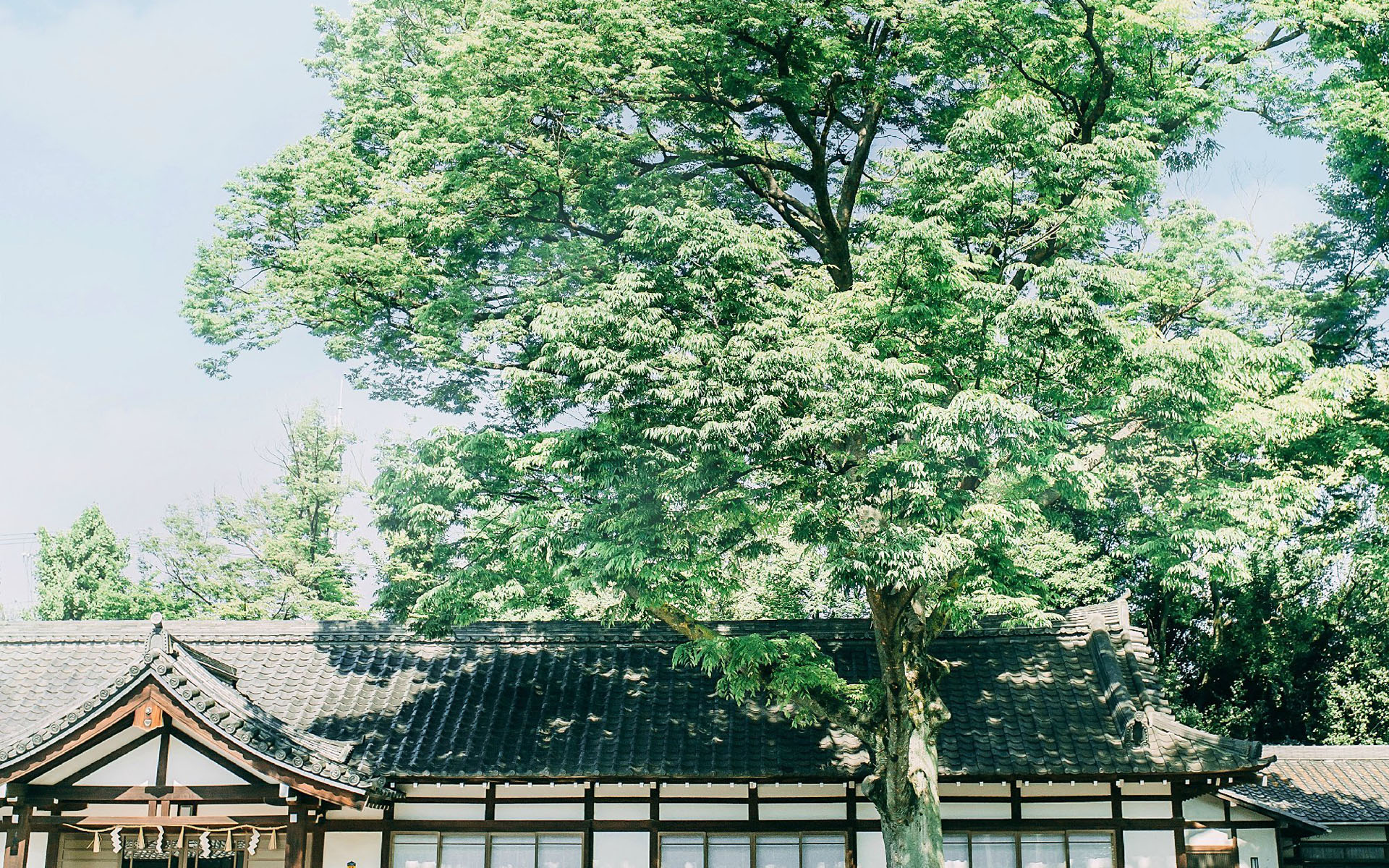 日系小清新街道风景图片桌面壁纸