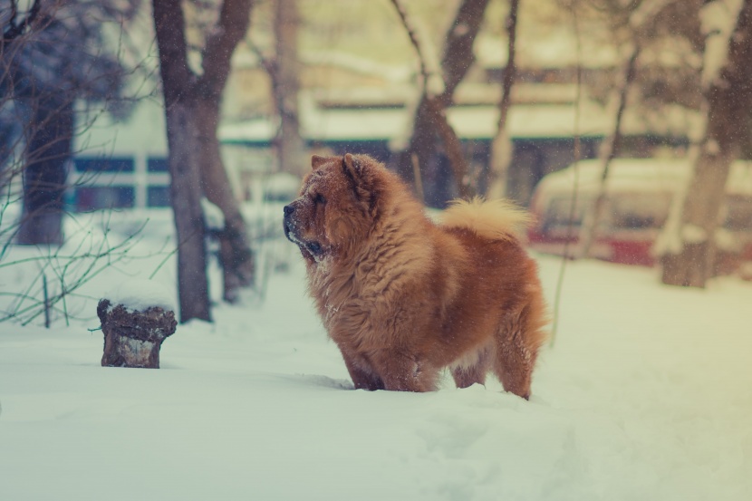 松狮犬图片 松狮狗图片