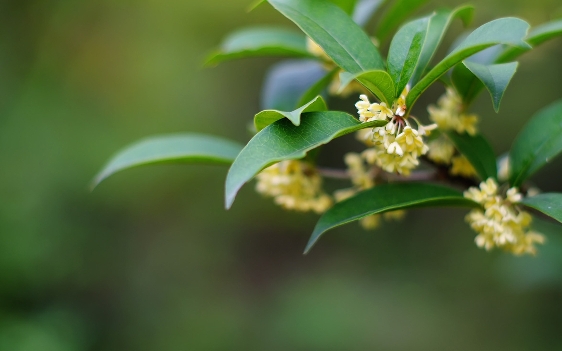 中秋节桂花图片桌面壁纸