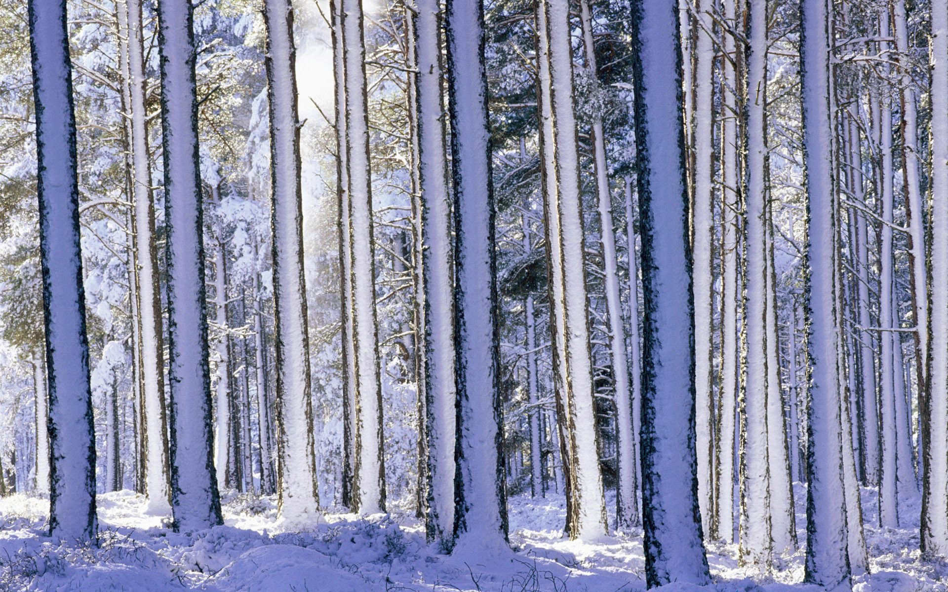 冬季唯美雪景图片电脑壁纸 第一辑