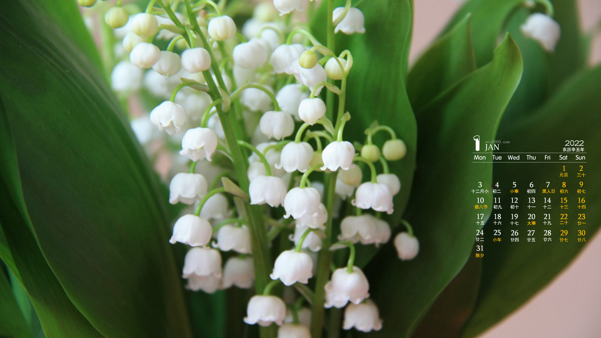 2022年1月花卉植物日历壁纸