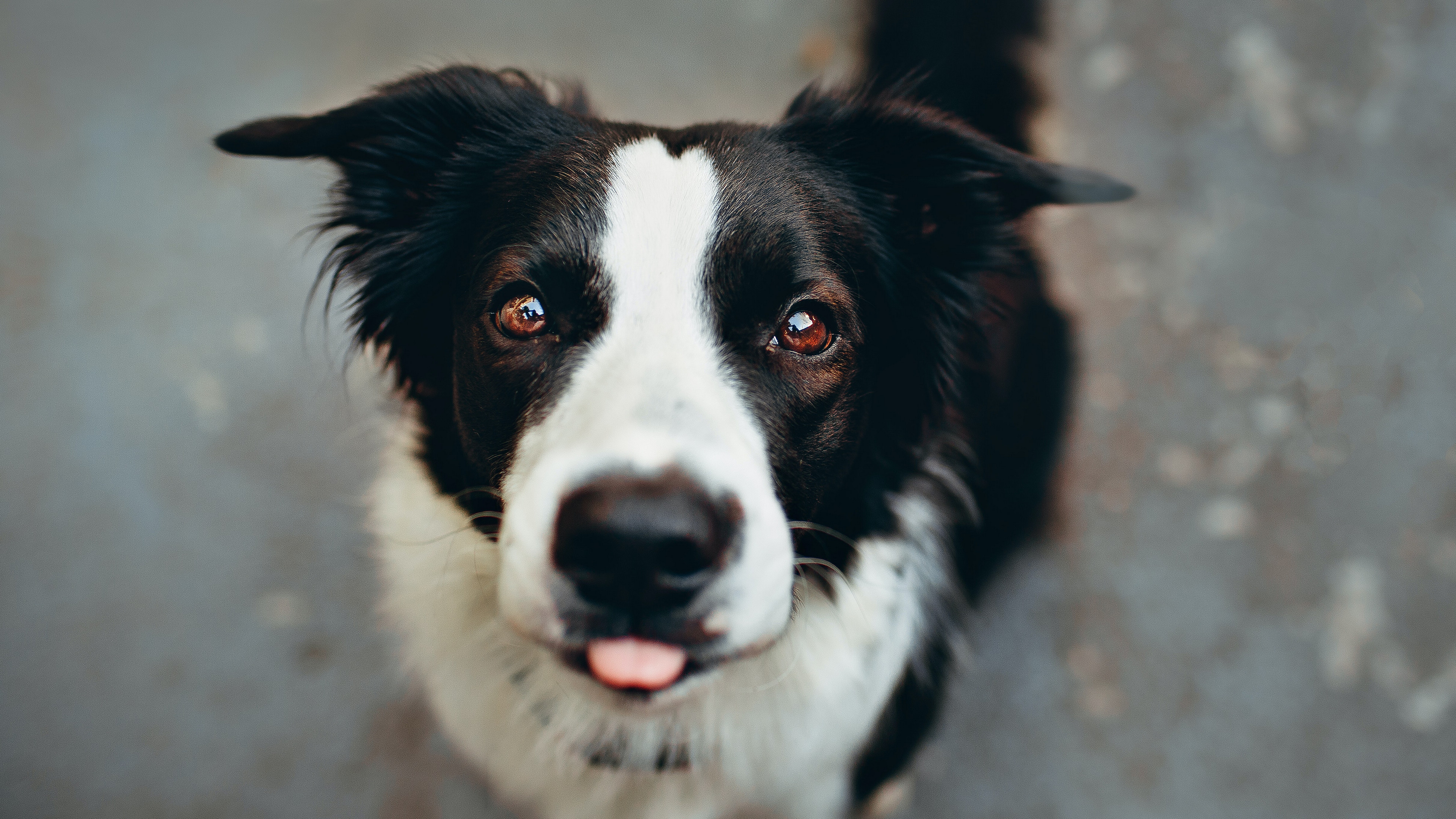 高清边境牧羊犬图片桌面壁纸