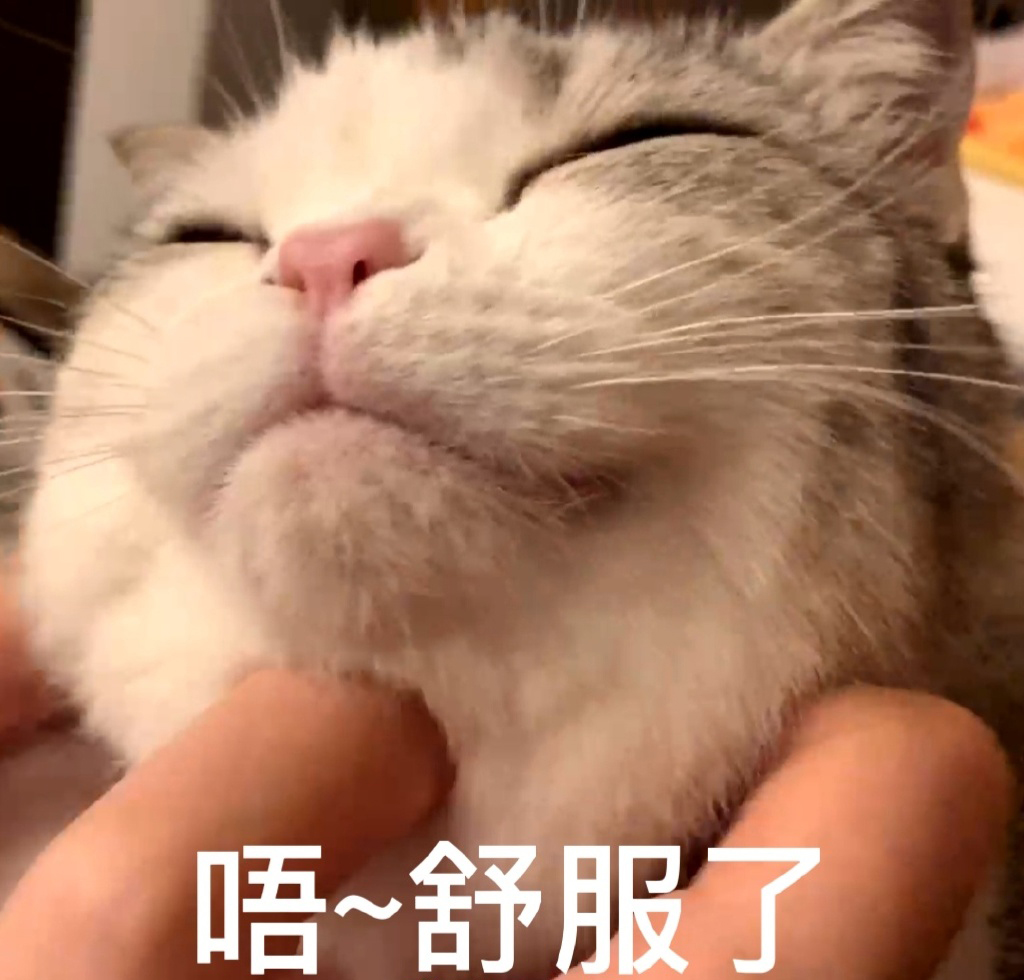 猫咪泡芙表情包 小泡芙表情包 ​​​​