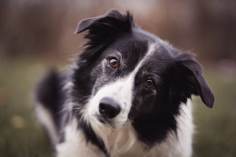 边境牧羊犬图片