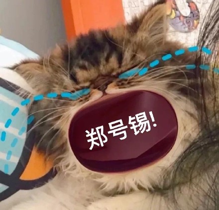 猫咪喊防弹少年团表情包