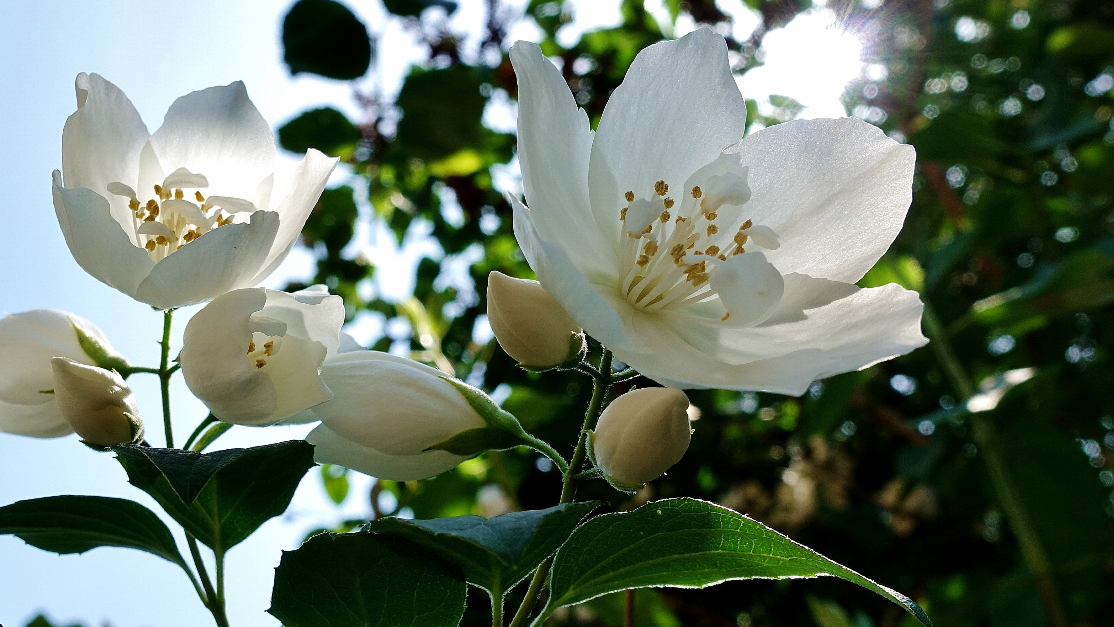 高清茉莉花图片桌面壁纸