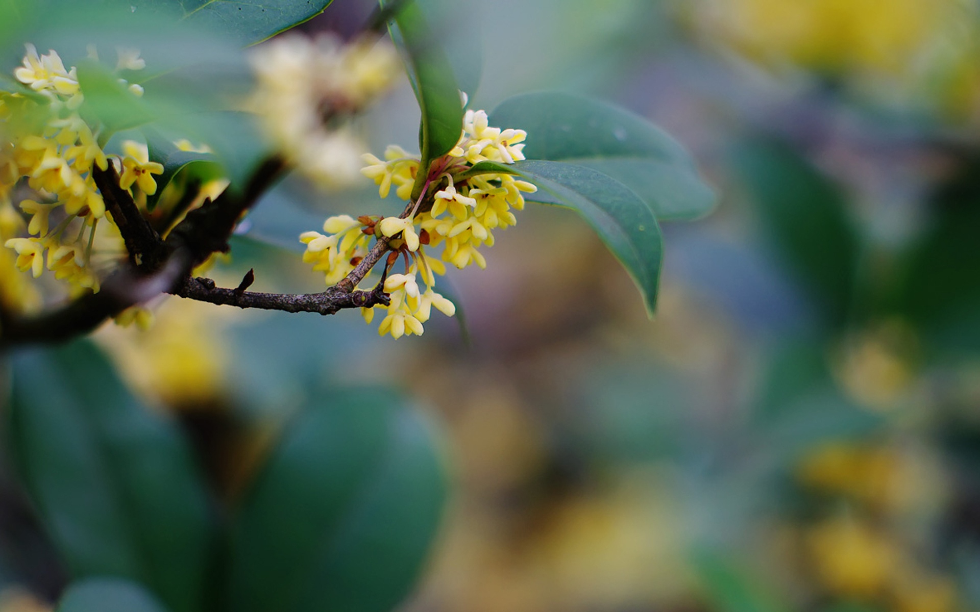 中秋节桂花图片桌面壁纸